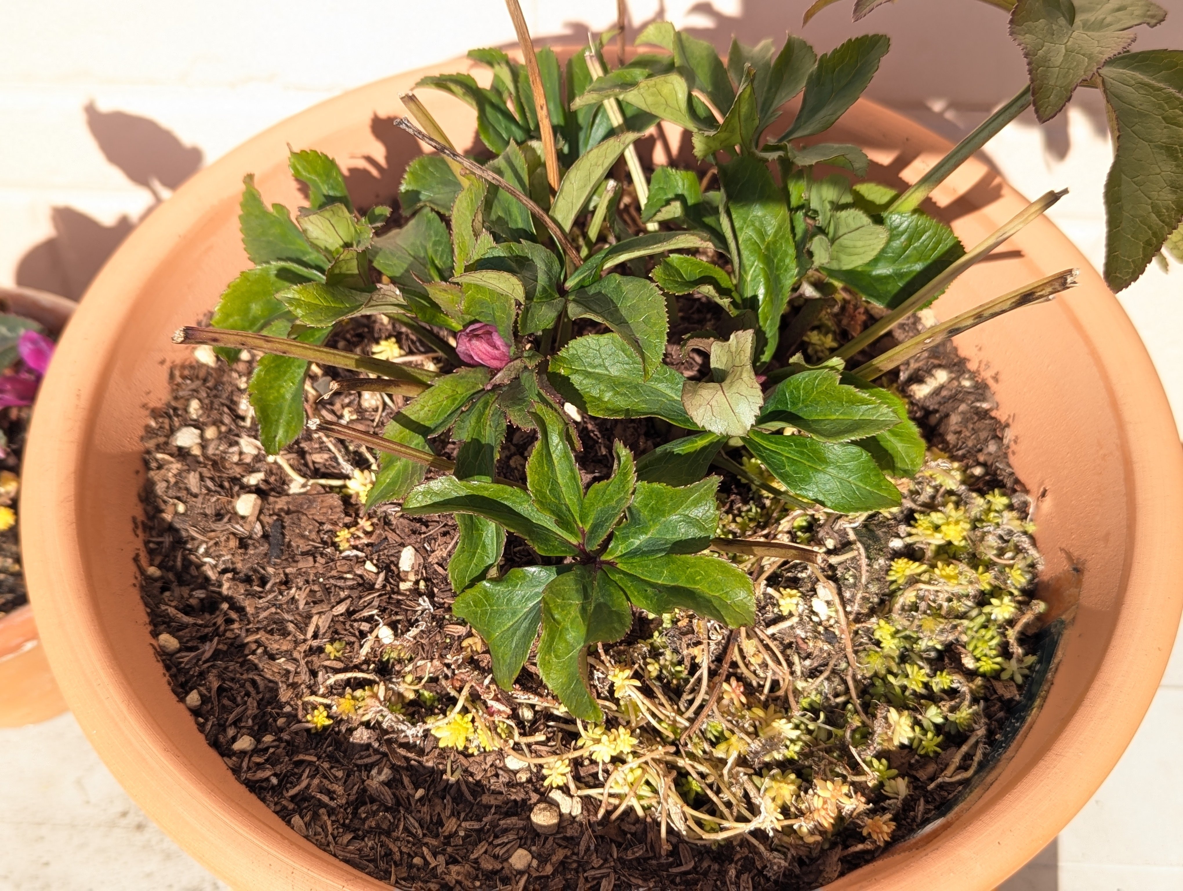 クリスマスローズ｜植物大好き akikoのねこちゃんと日記