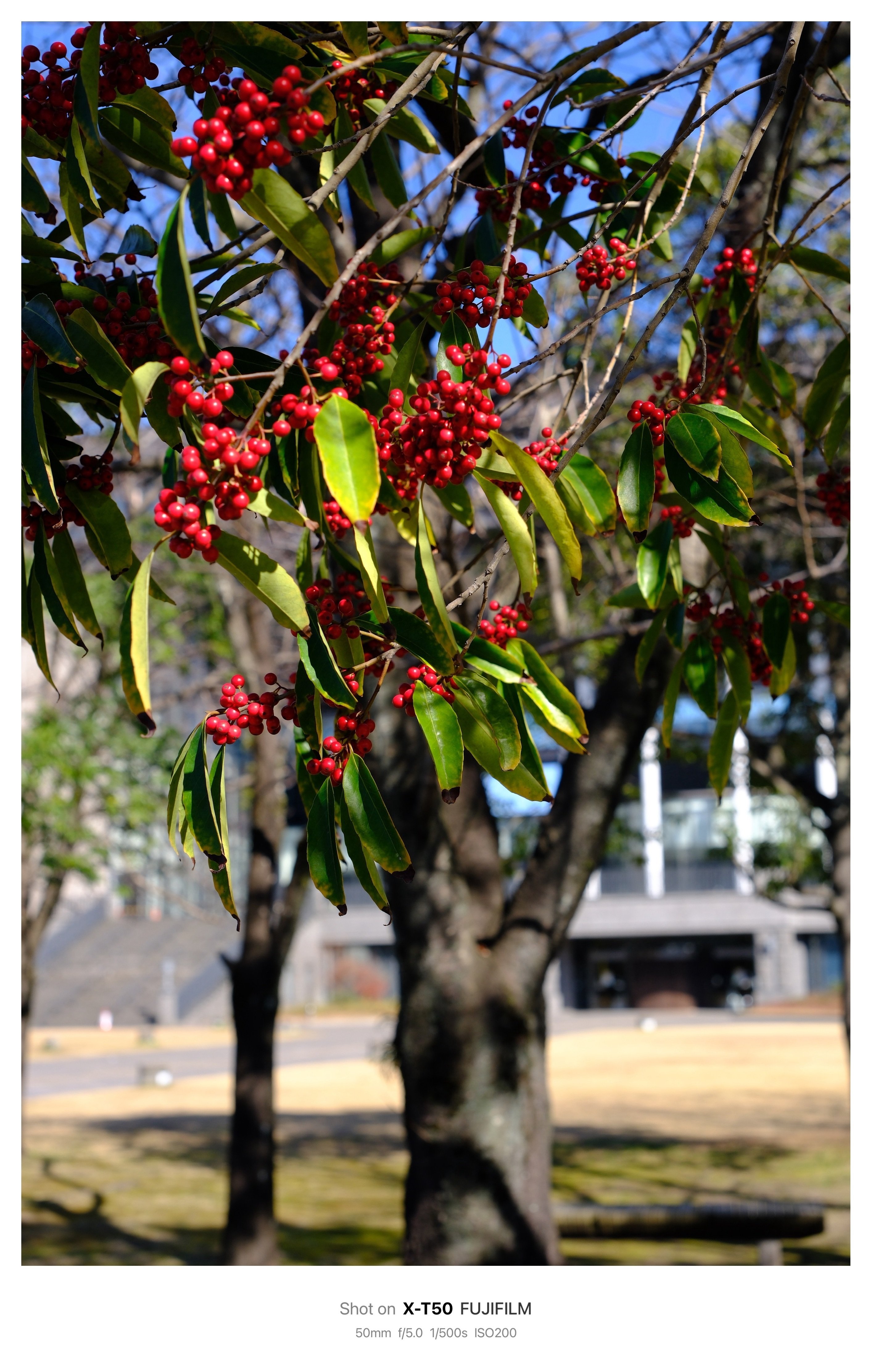 完動美品・Yshicaflex 80mm f3.5・純正フード・作例有 完動美品