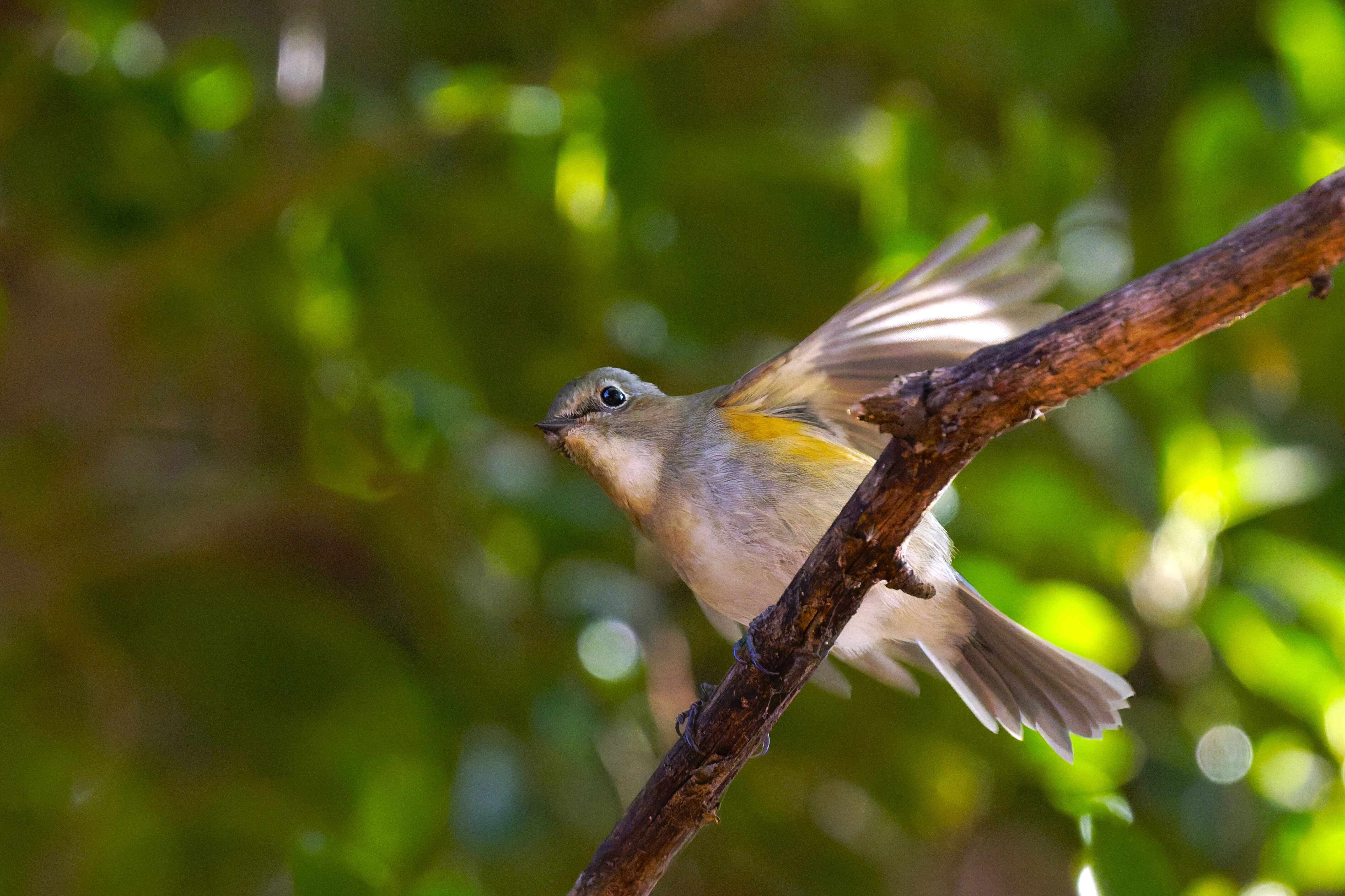 野鳥が好きです!#216「ルリビタキの表情♫」｜take 🎸全ての人が自由に