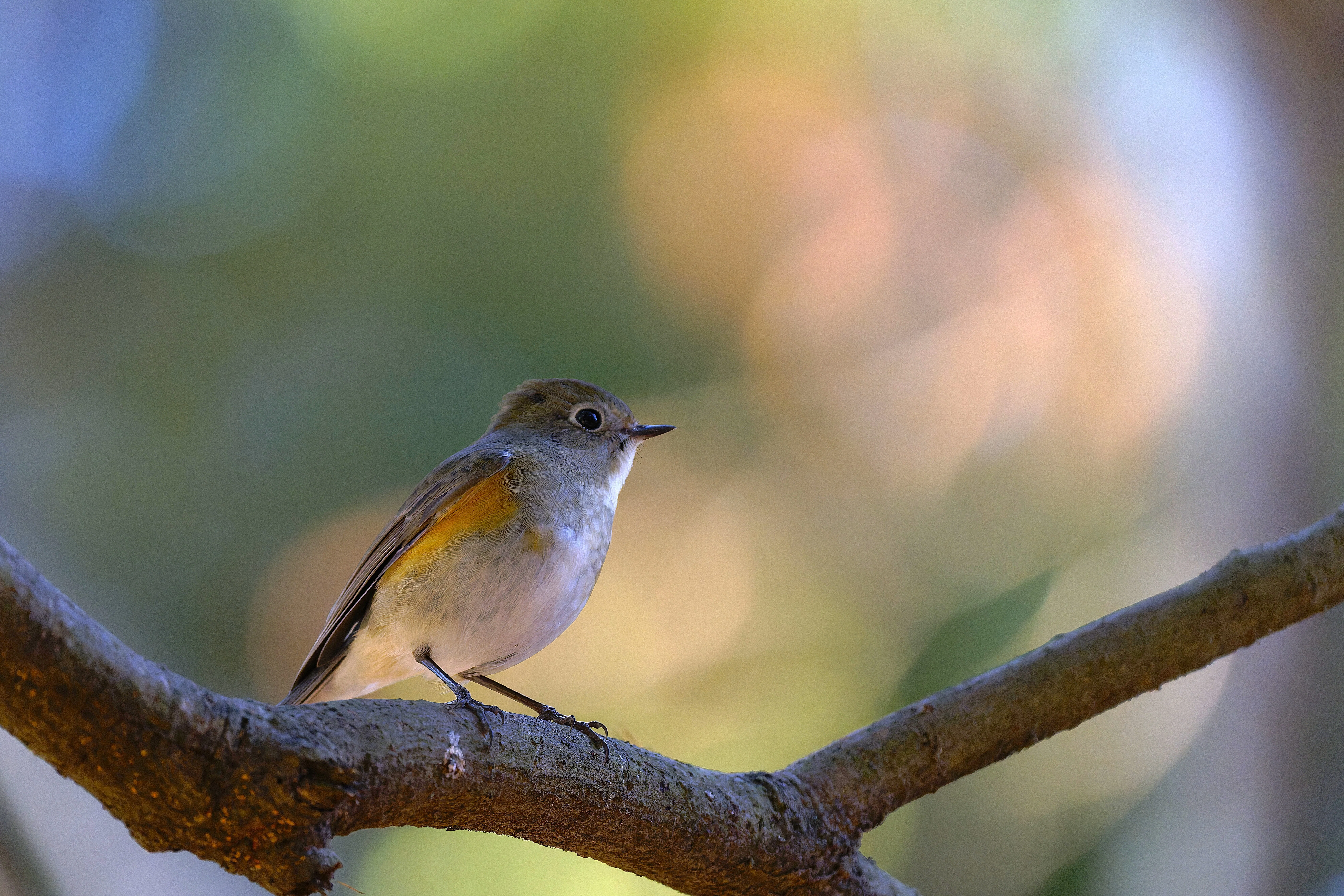 【ルリビタキ】2点まとめ 野鳥が好きです!#216「ルリビタキの表情♫」｜take 🎸全ての人が自由に