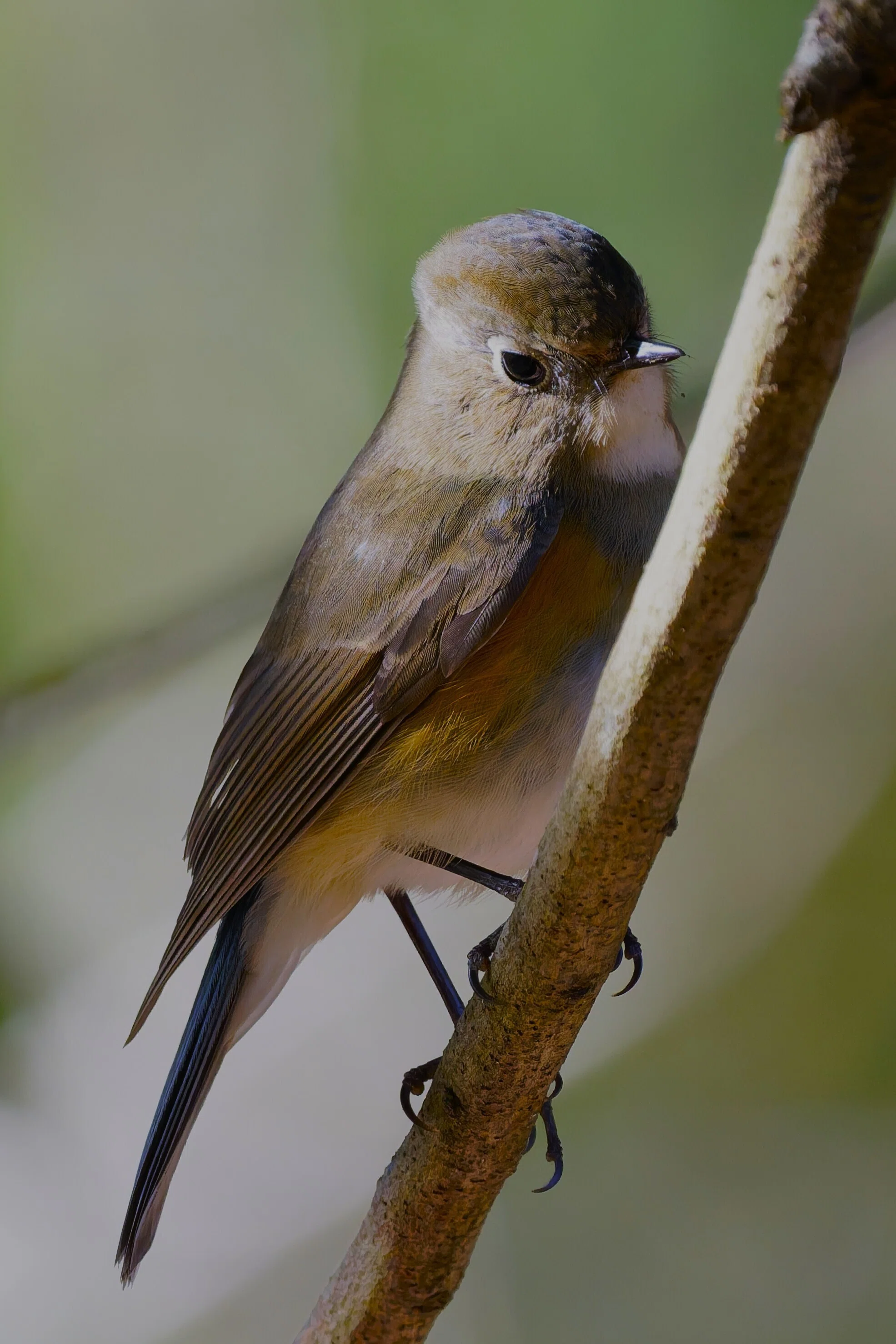 野鳥が好きです!#216「ルリビタキの表情♫」｜take 🎸全ての人が自由に