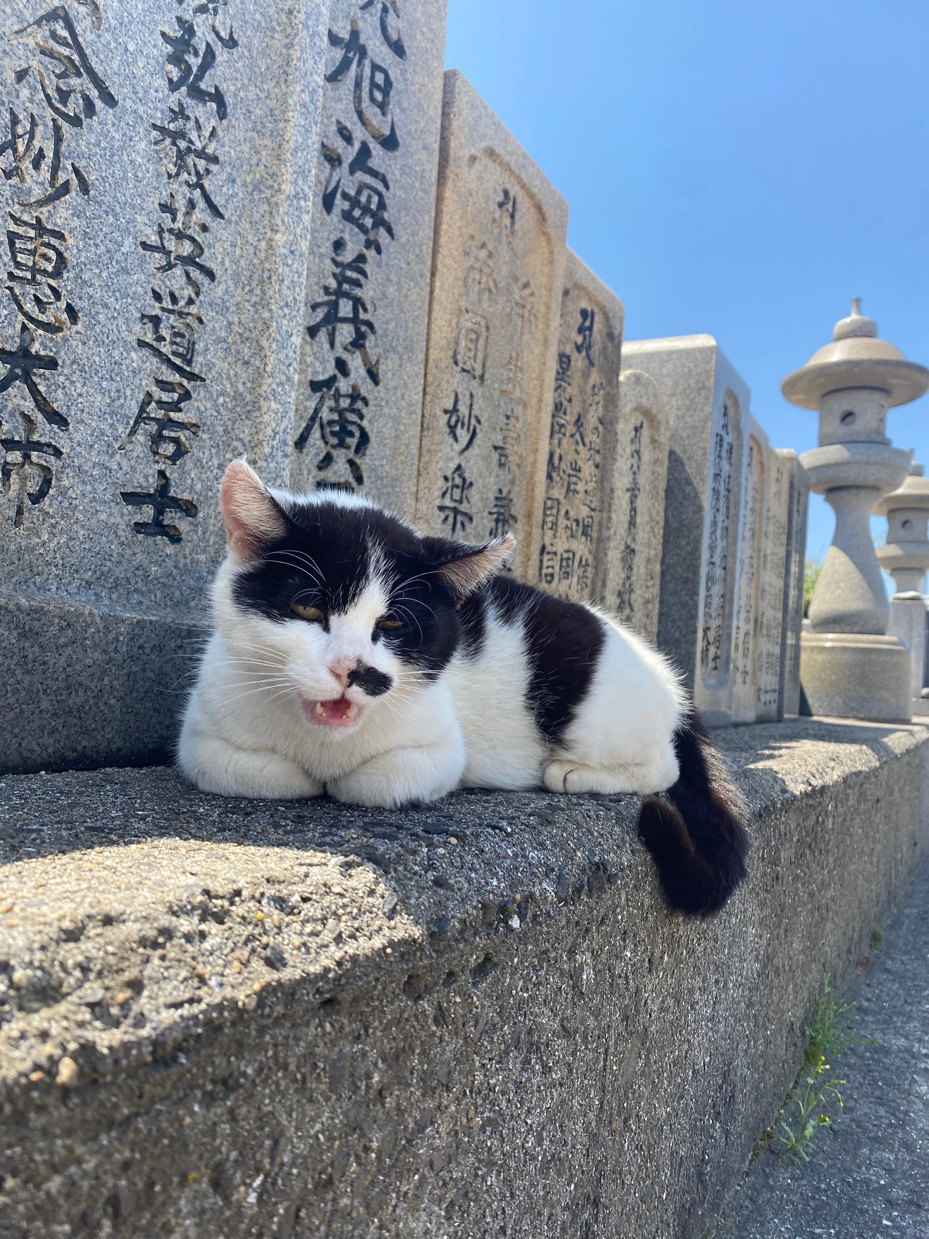 009 瀬戸内海の猫アイランド！ 「佐柳島」で癒されてきた