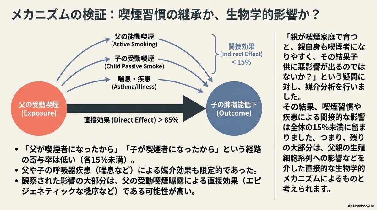 喫煙 肺機能 メカニズム