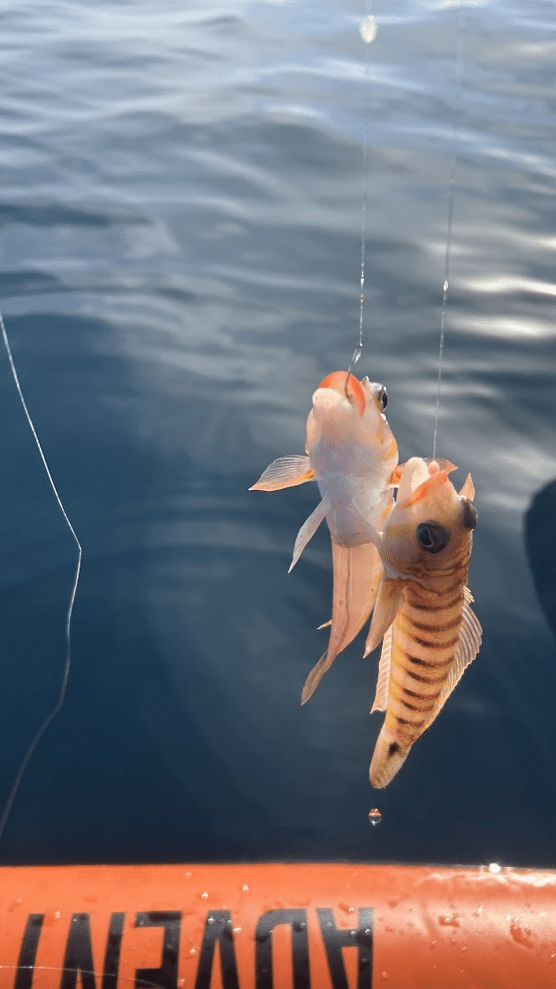 東京湾・オッカブ根～浦賀水道出口付近でのボートフィッシングは完敗