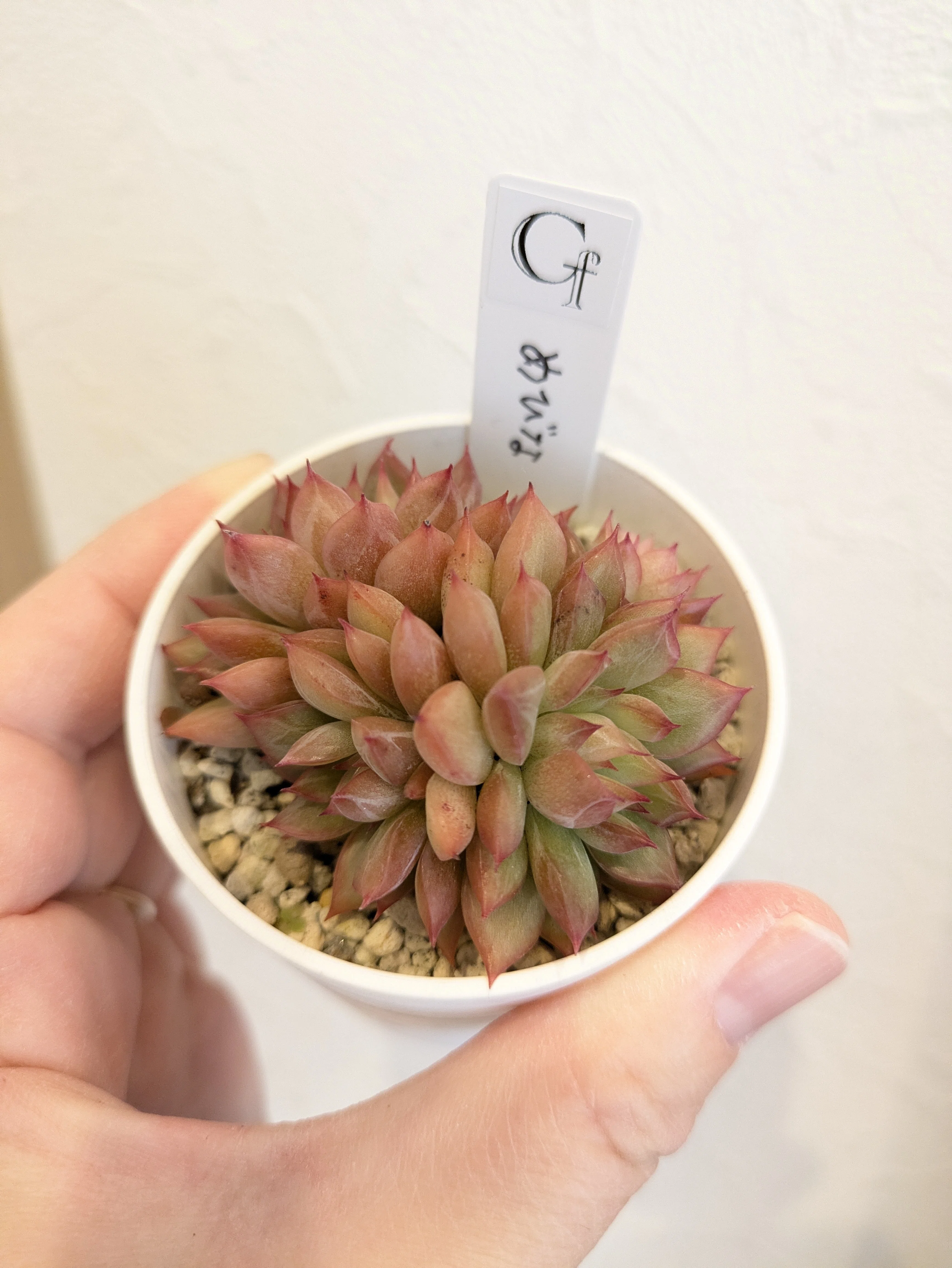 多肉植物】エケベリア属女雛（めびな）｜そよ