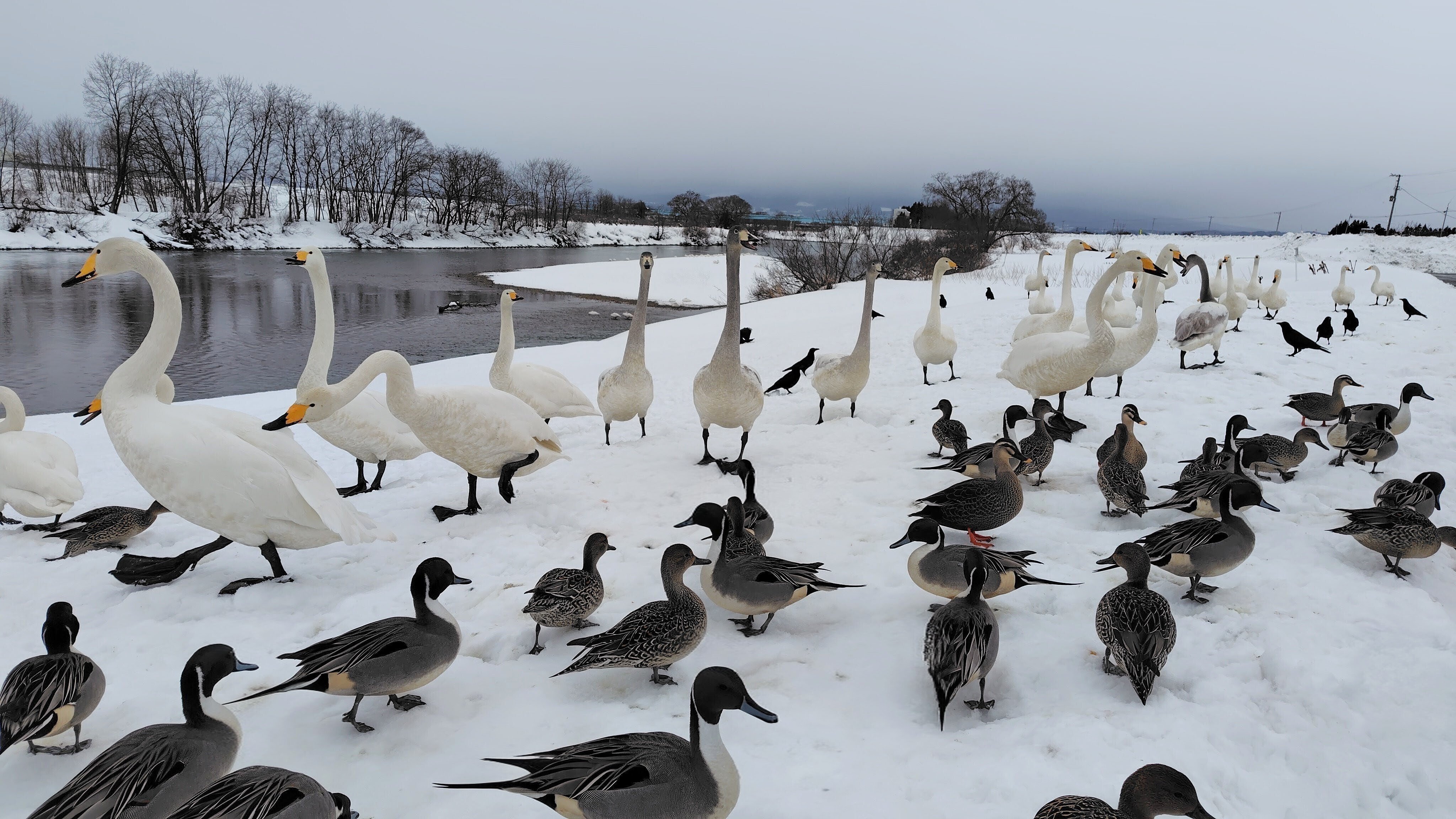 観光】雪に紛れる白い鳥、藤崎町『白鳥ふれあい広場』｜雪田里美┃星野