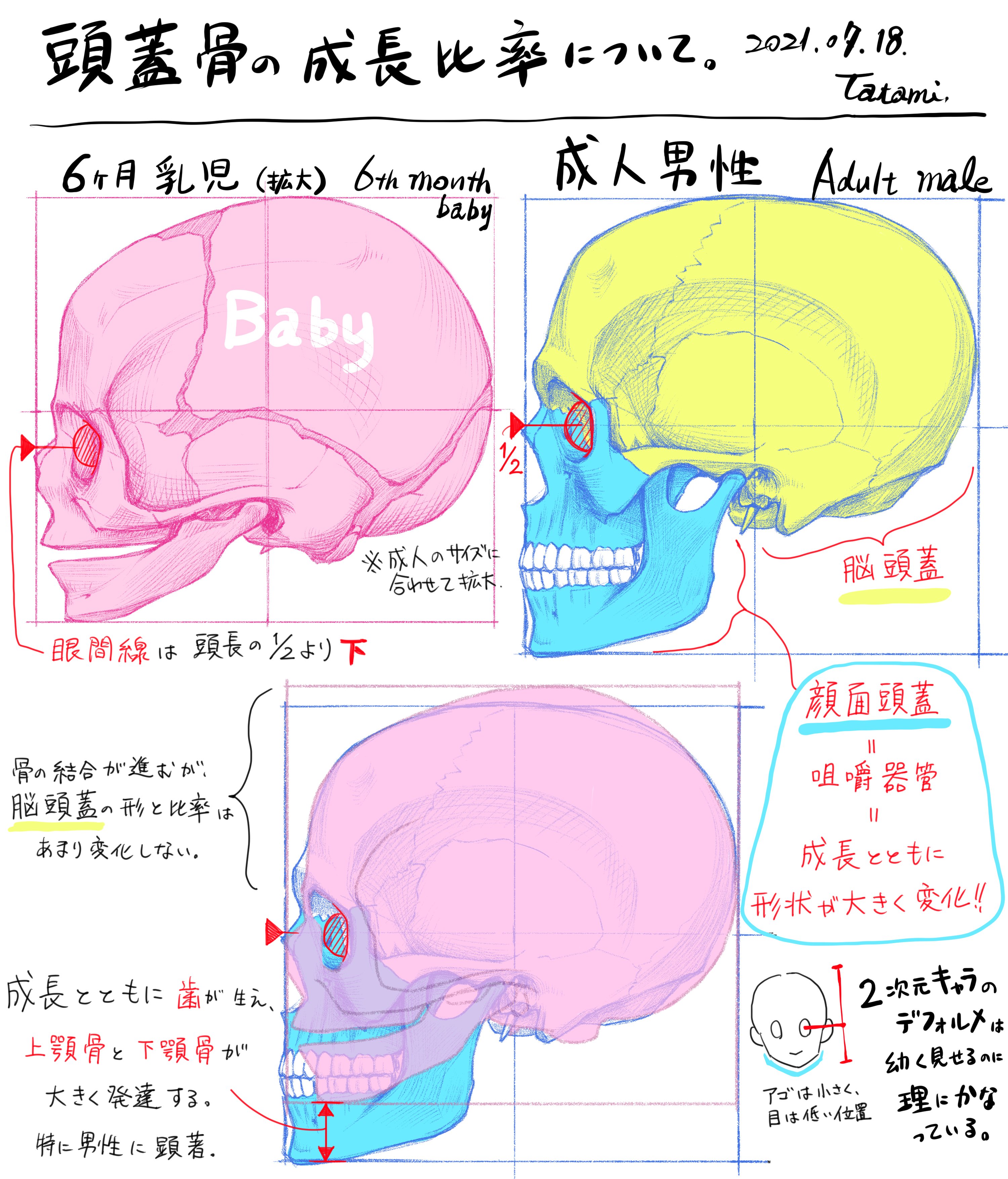 目の高さ」の成長による変化｜畳（atelier Loop）