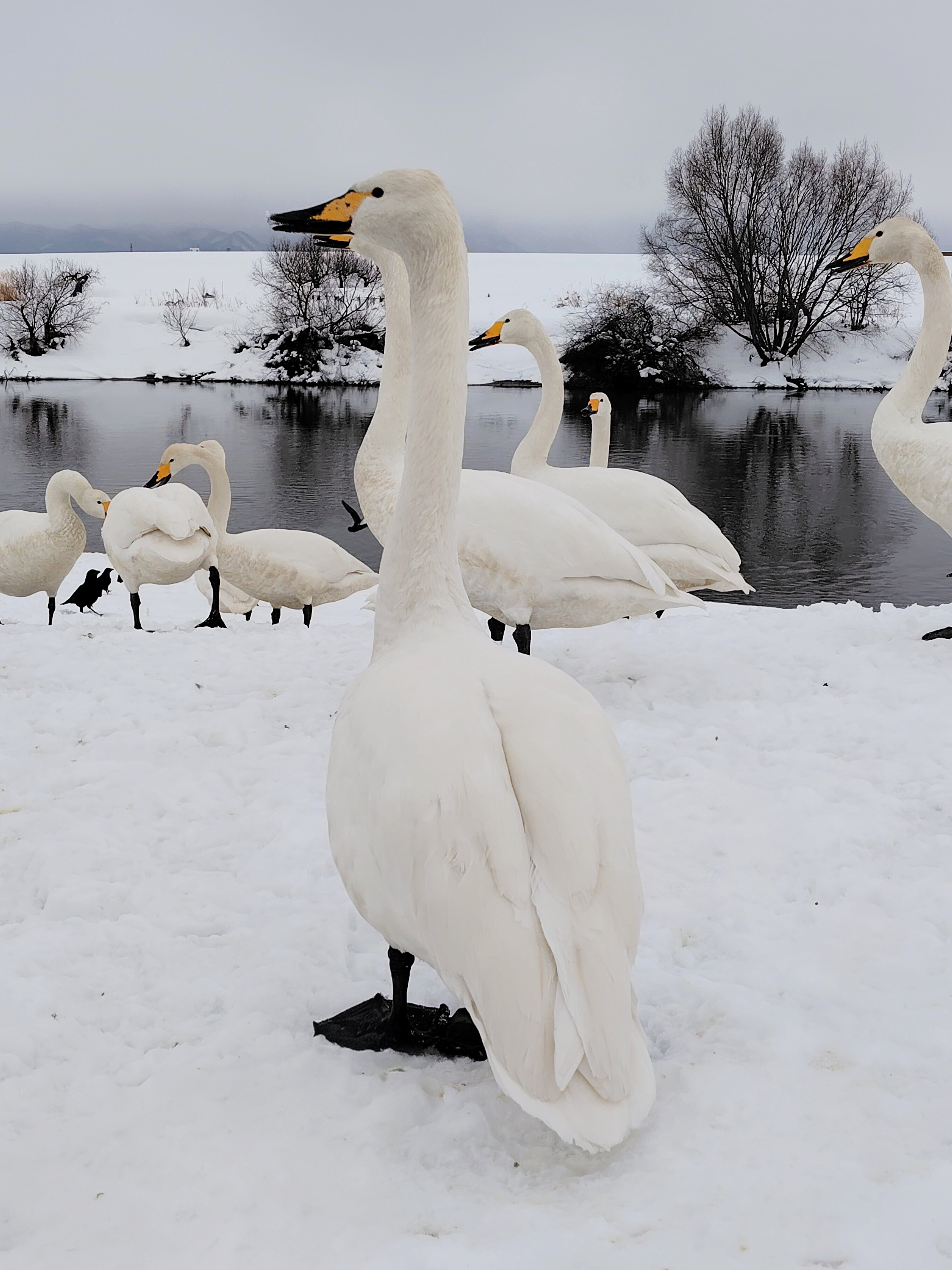 観光】雪に紛れる白い鳥、藤崎町『白鳥ふれあい広場』｜雪田里美┃星野