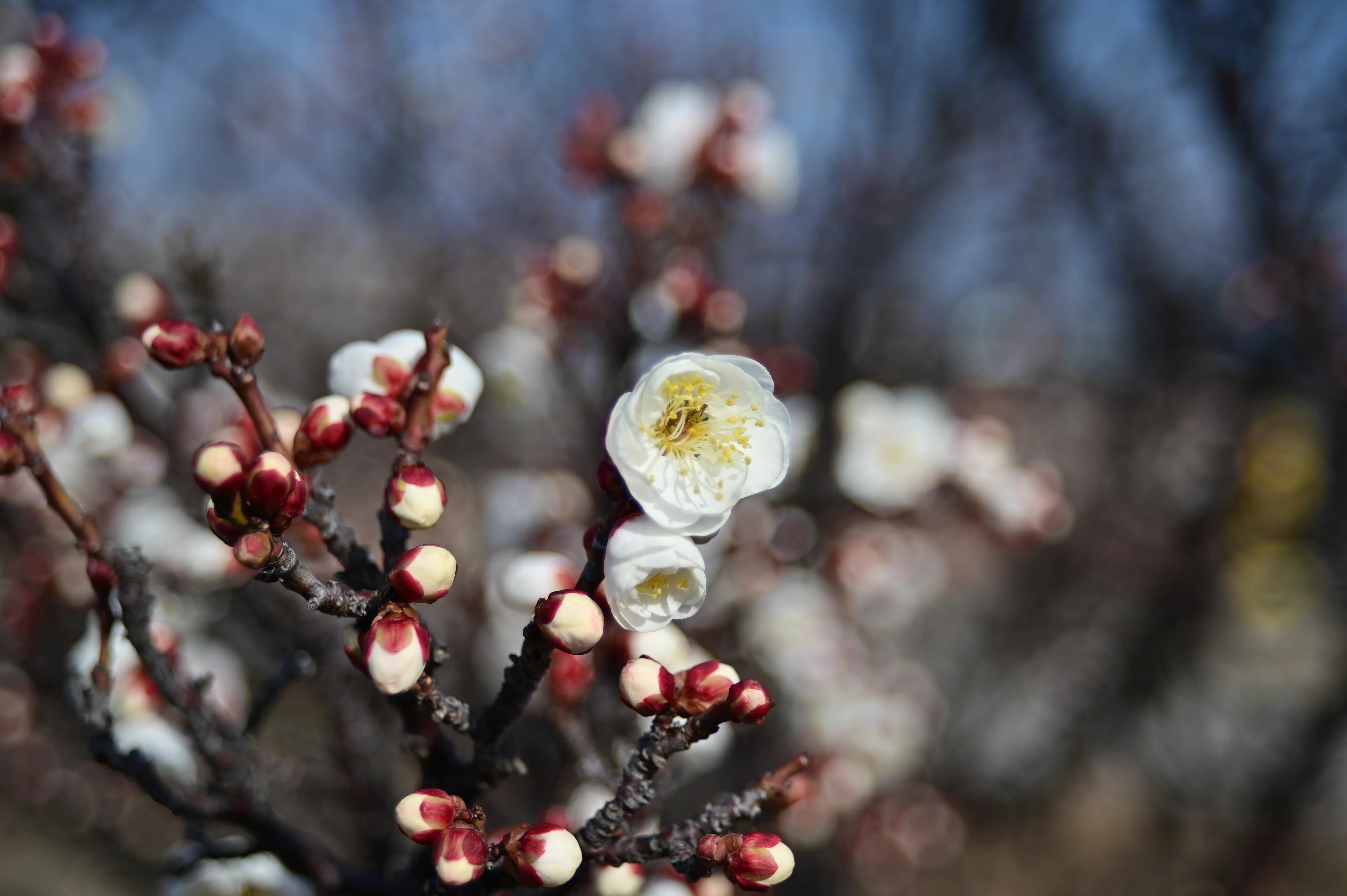 中古レンズ(AI Zoom Nikkor 35～70mm F3.3～4.5S)の試し撮り散歩｜K.Y