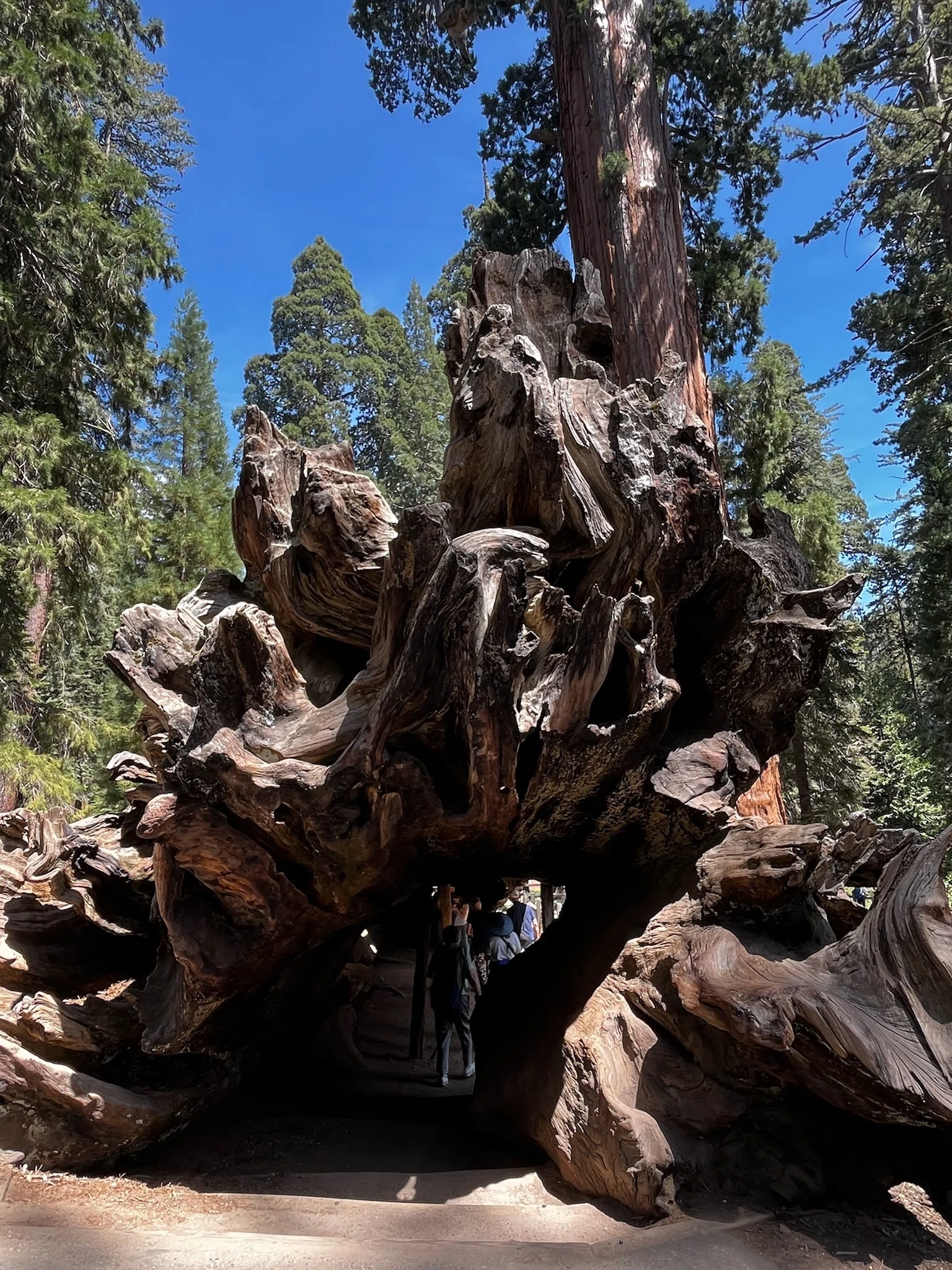 セコイア＆キングズキャニオン国立公園【Sequoia National Park