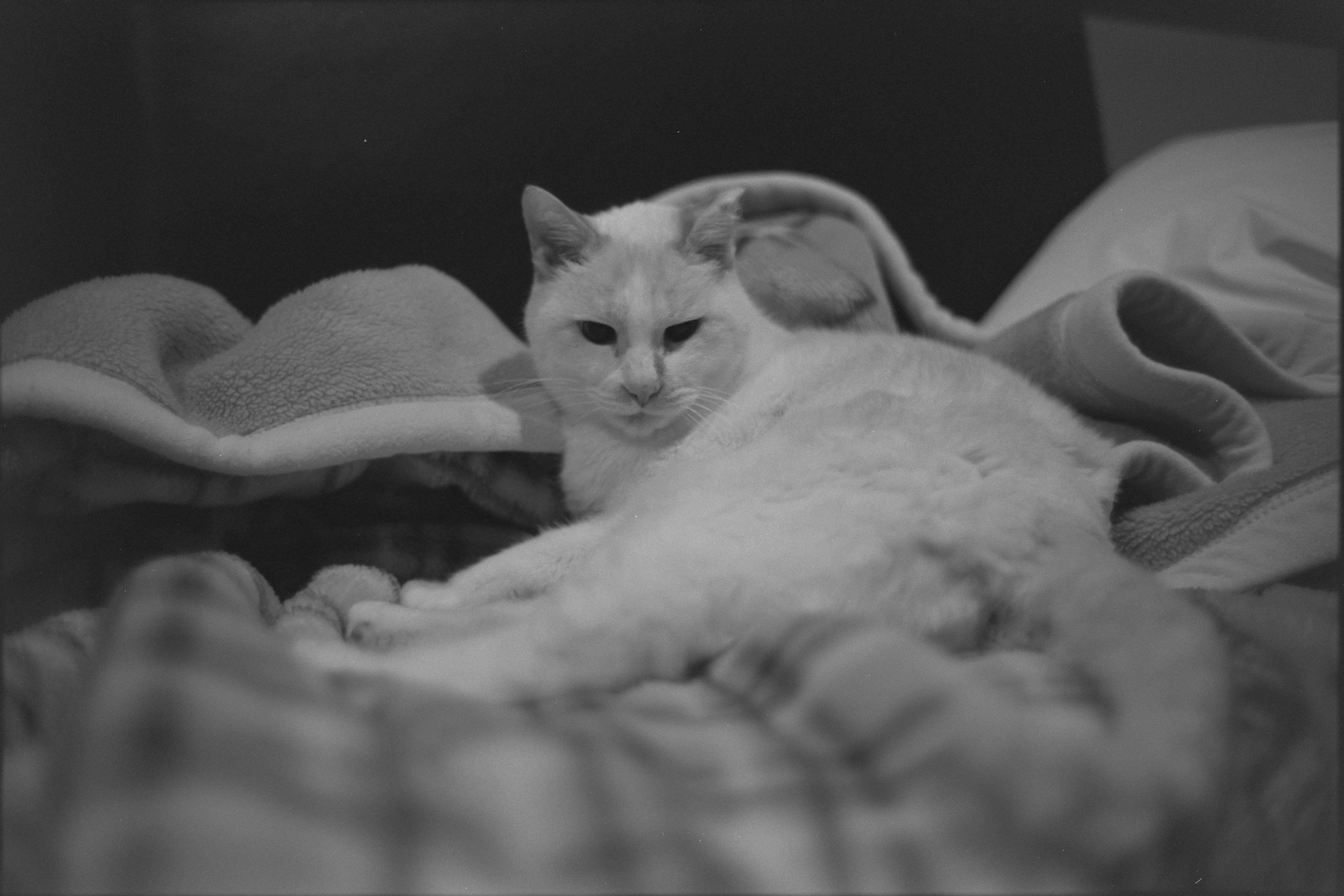 フィルムカメラとうちのねこ #36｜tabatak