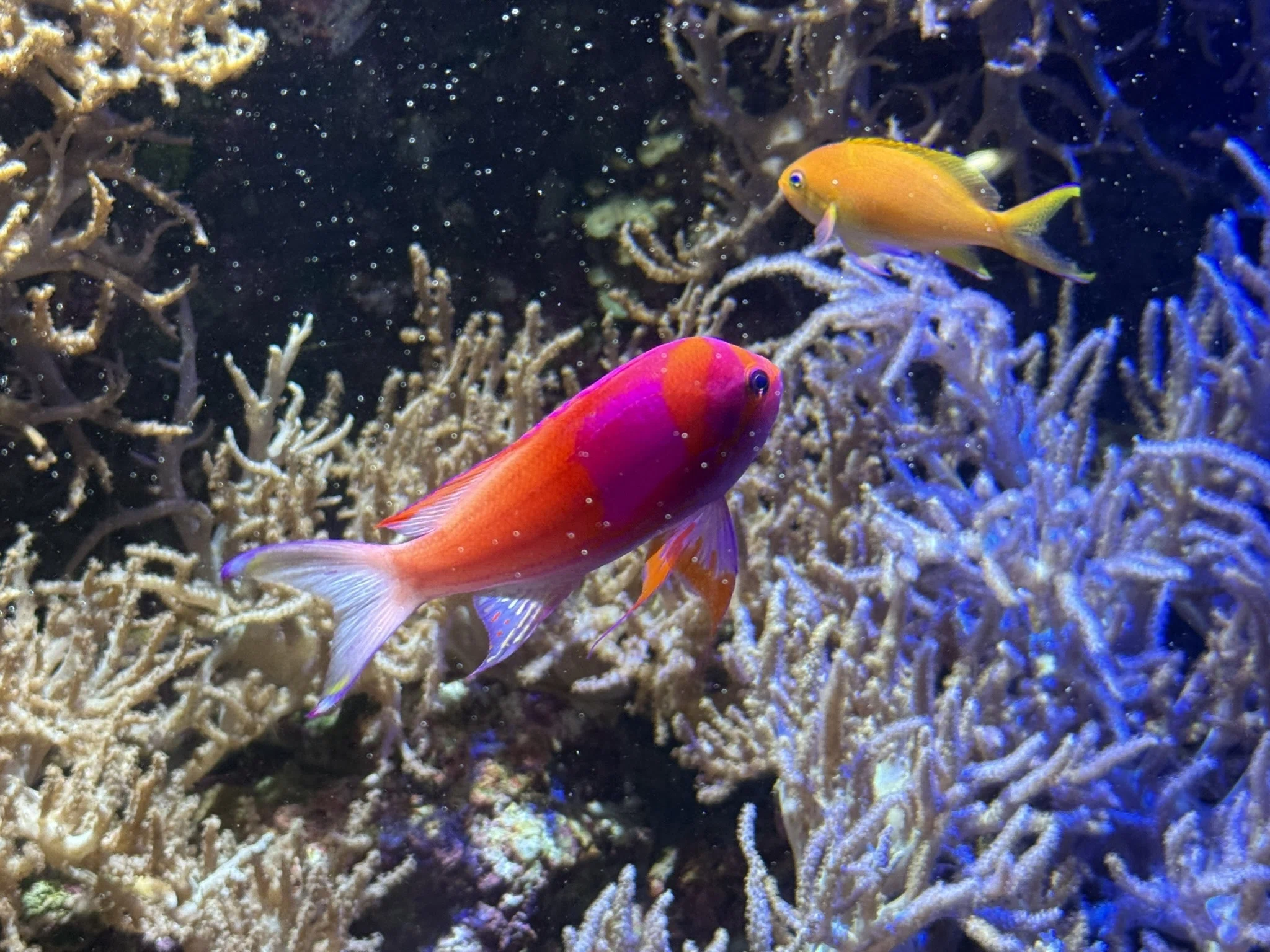 【中古】 冬の水族館 654 名古屋港水族館で、心をほどく冬のひととき｜ミヤコカエデ（Miyako