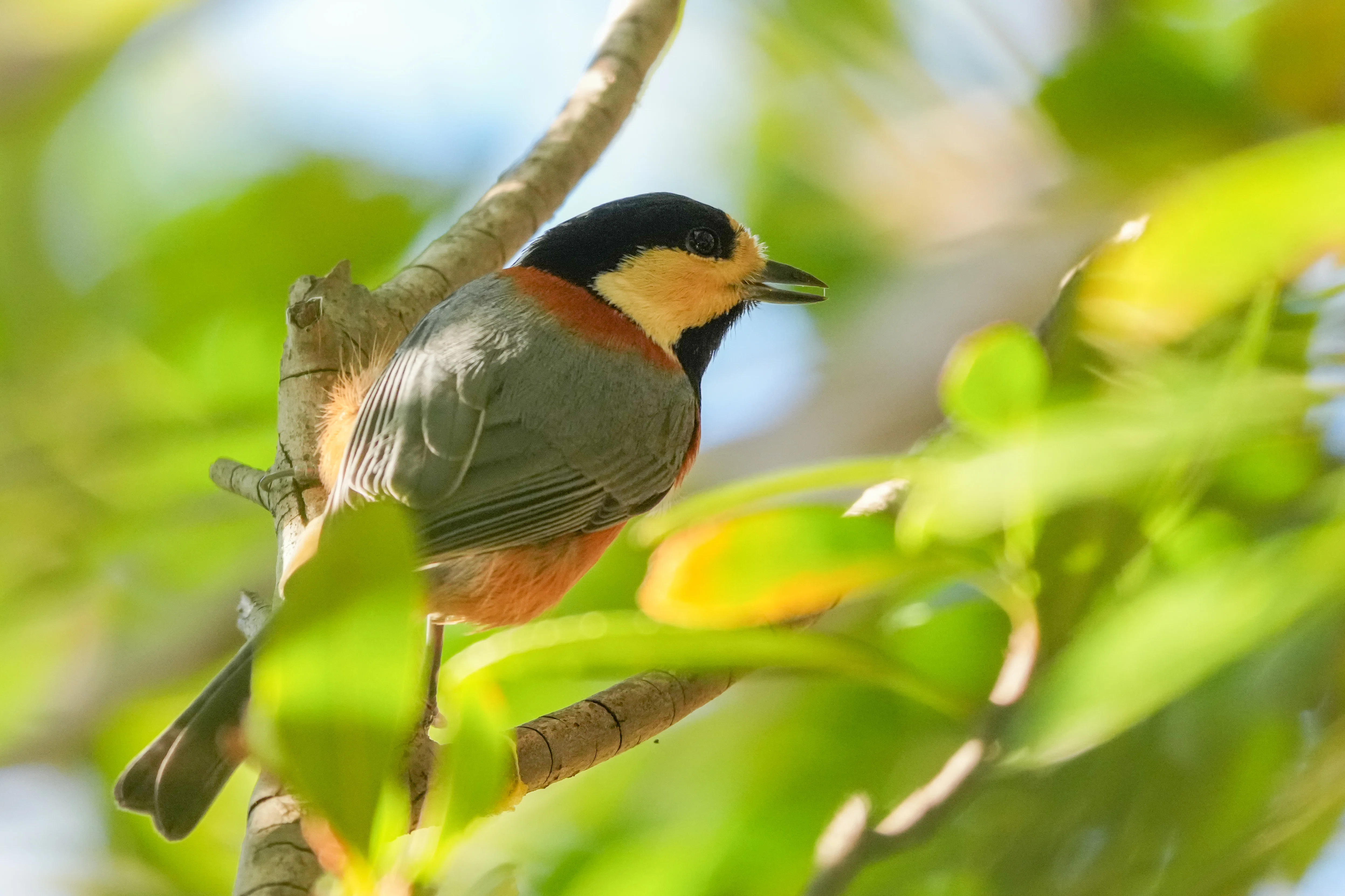 2026年1月10日11日鳥活成果｜野鳥初級者の観察記