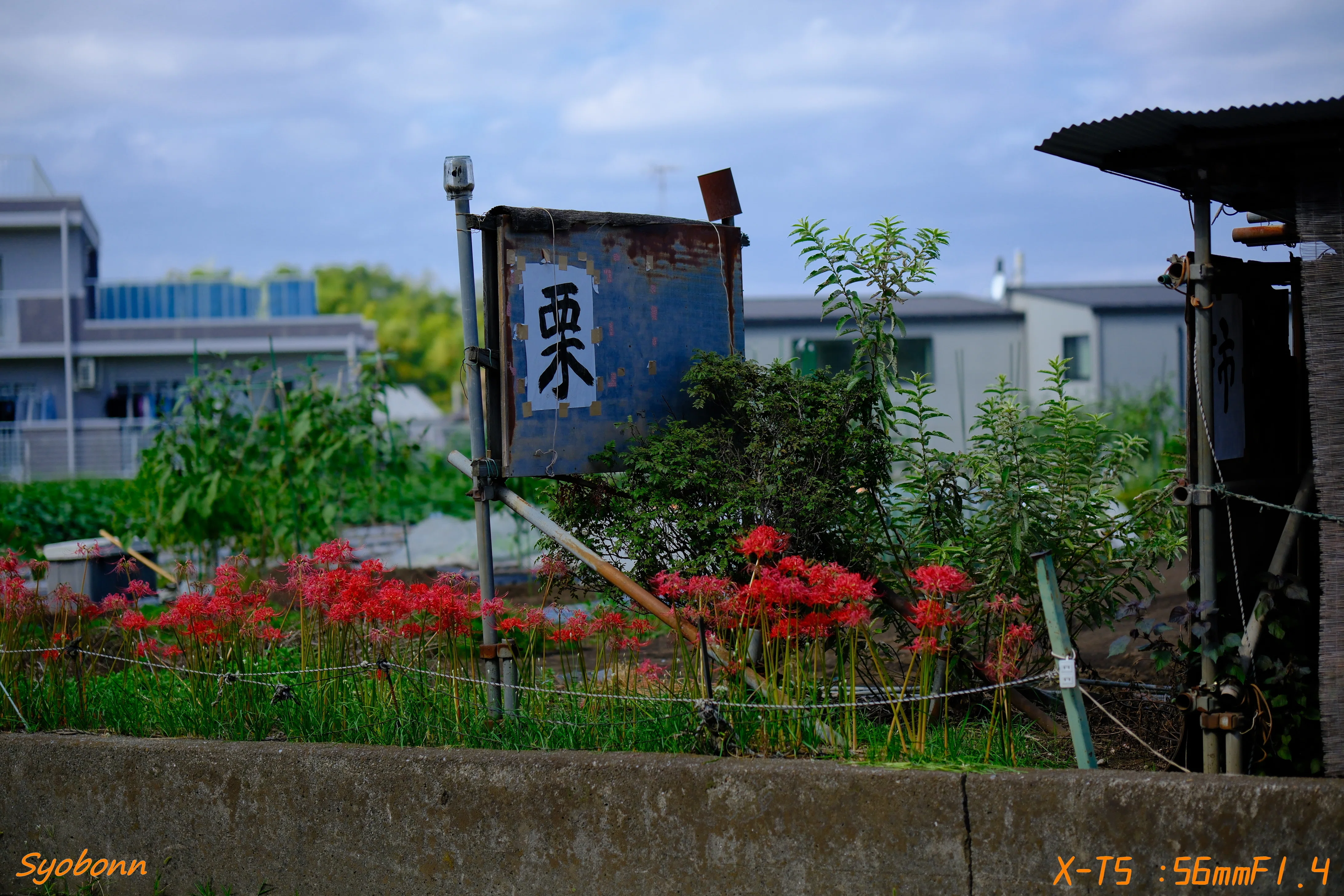 XF56mmで彼岸花 #174_2510｜(´・ω・｀)
