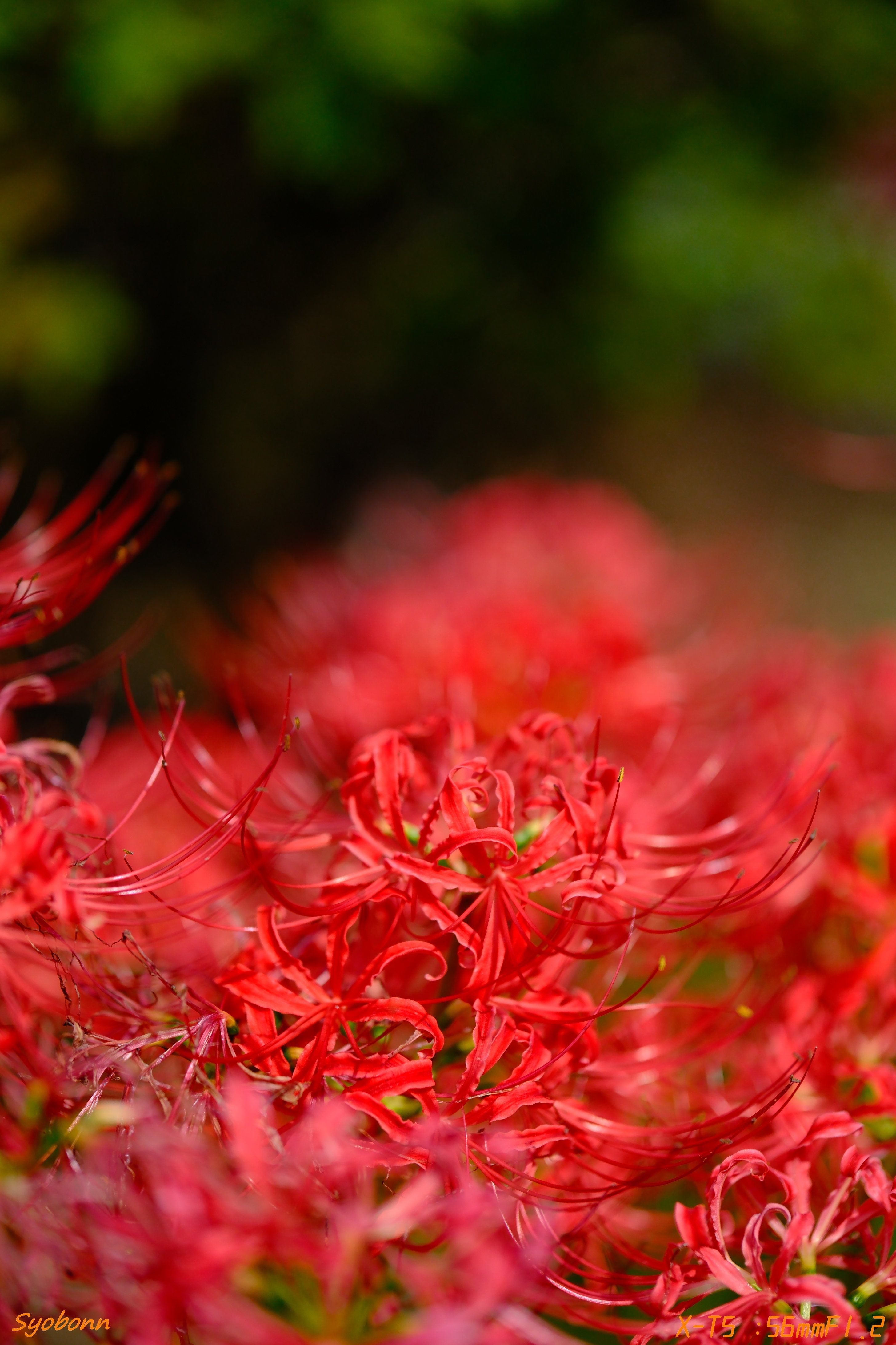 XF56mmで彼岸花 #174_2510｜(´・ω・｀)