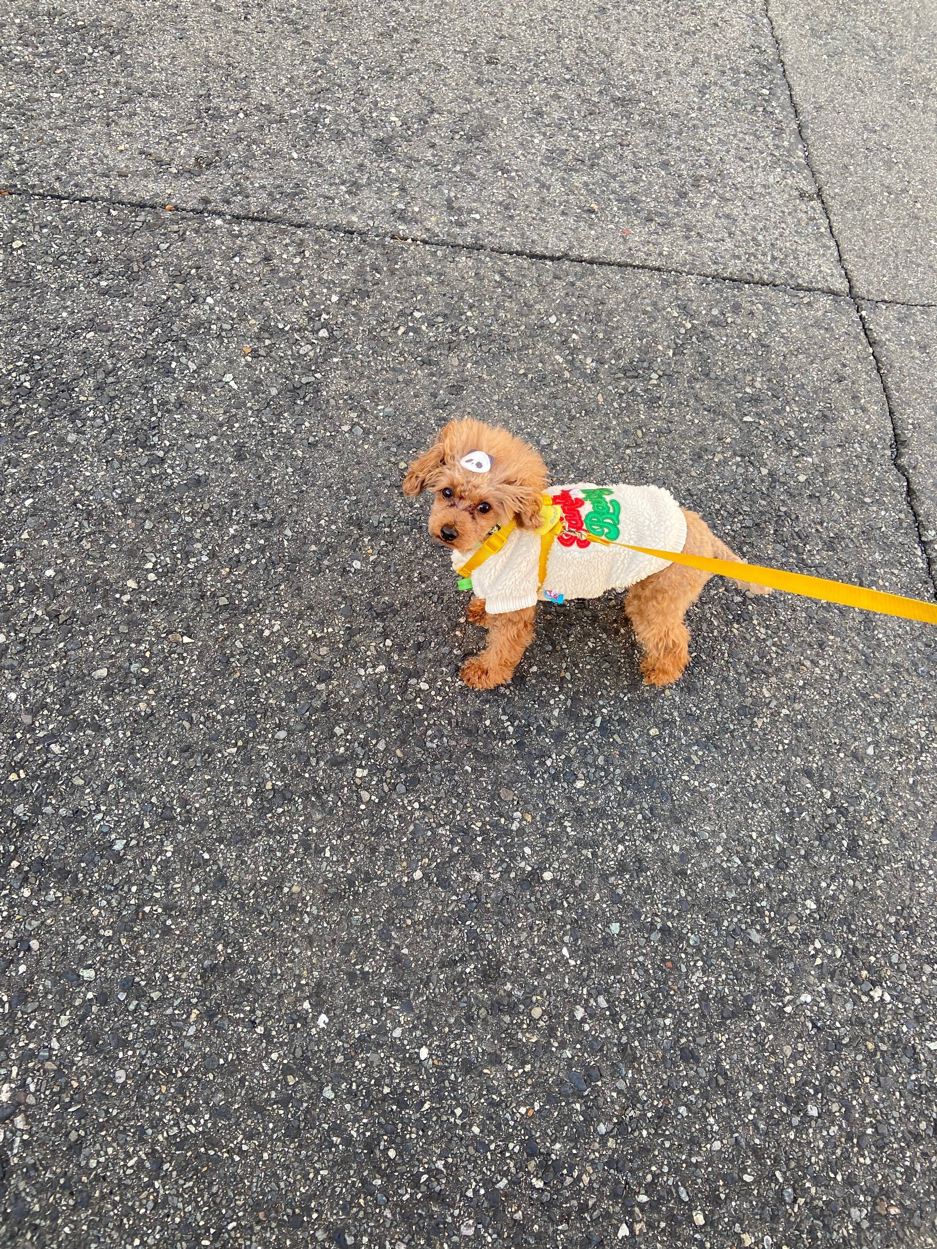 チャッピー｜Kazu