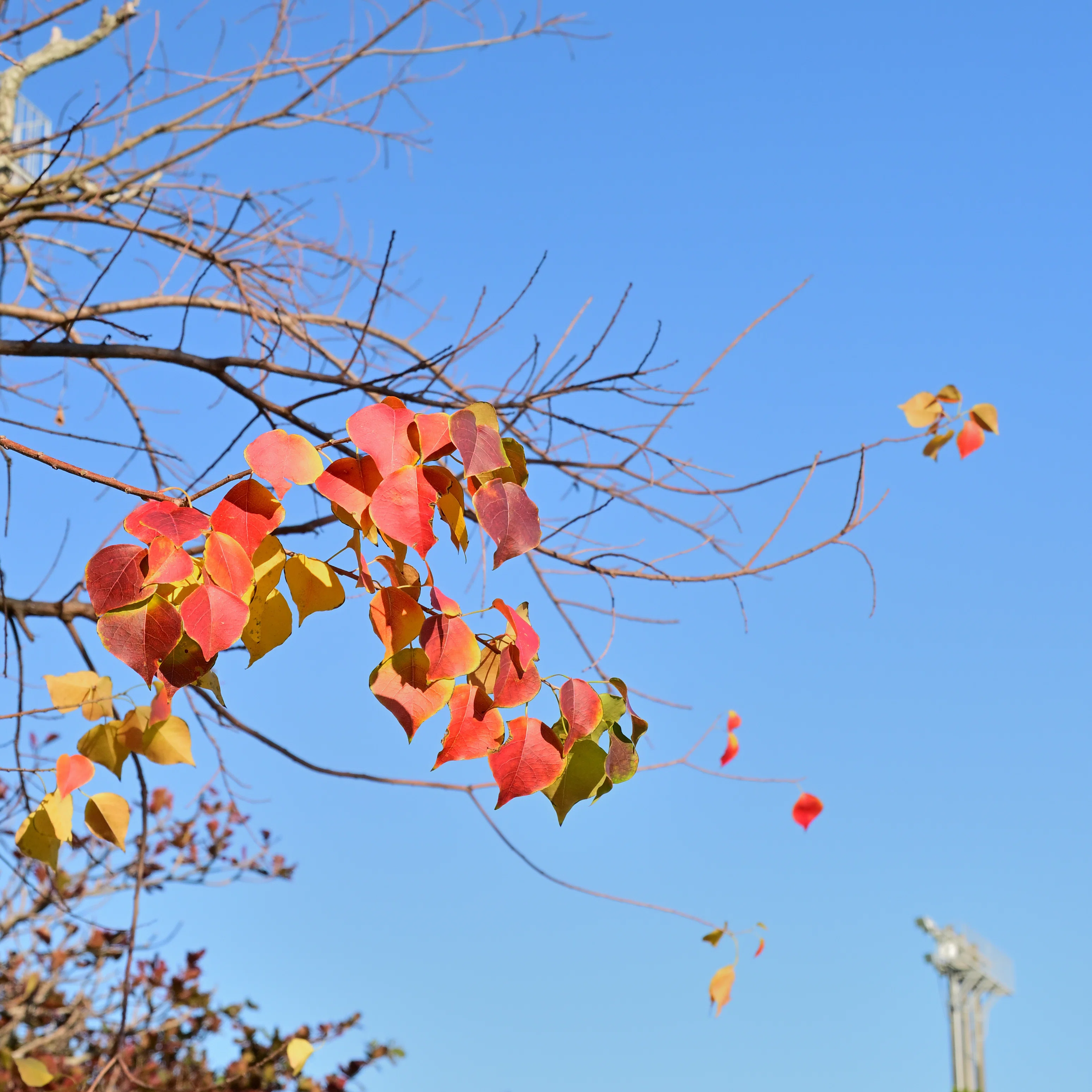 ナンキンハゼの紅葉｜沖縄散歩人