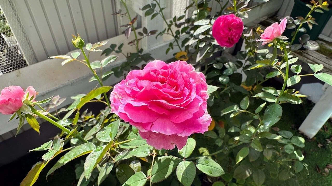 Two things you 'must do now' if you want your roses to bloom ...