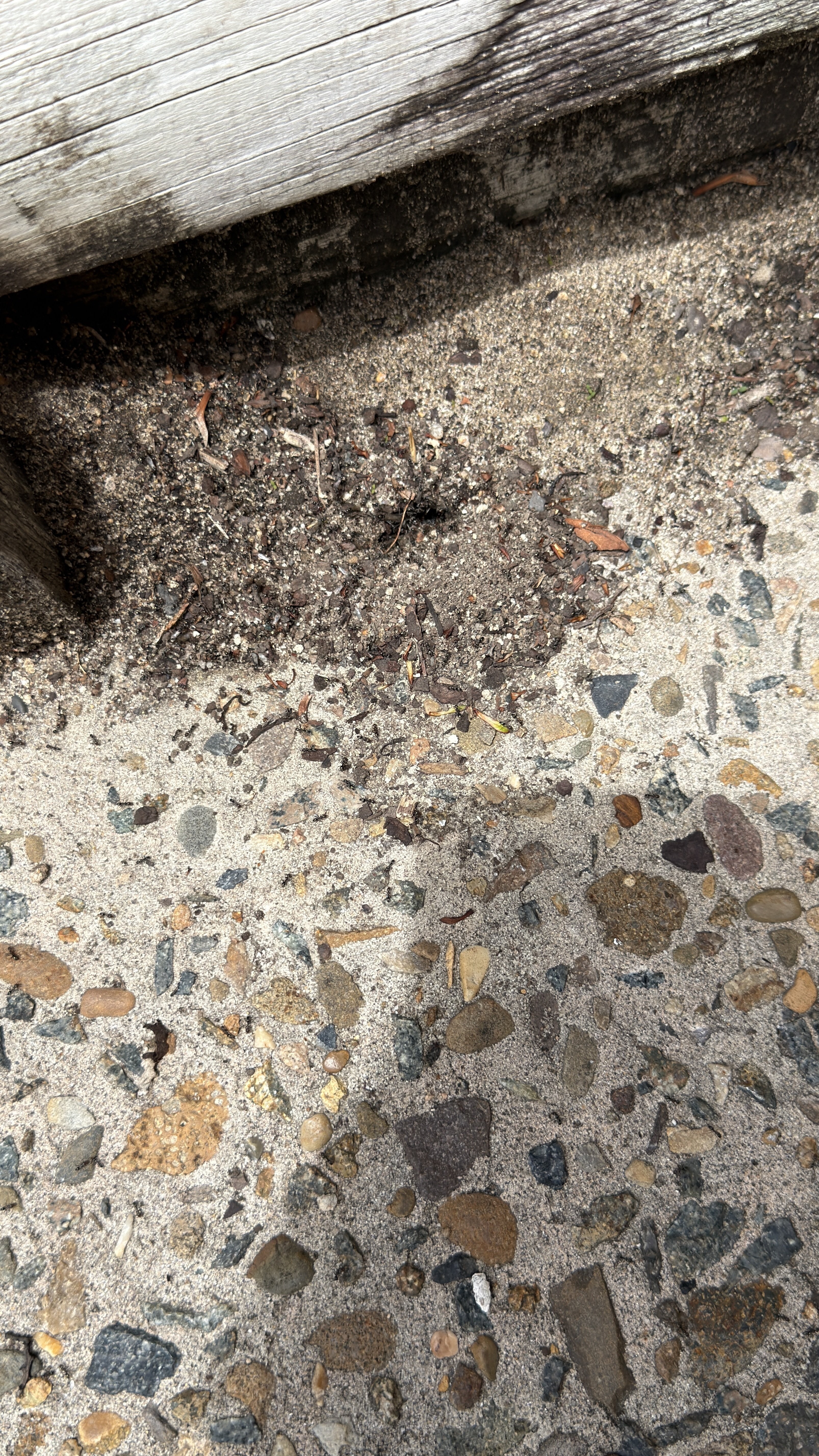 アリの巣を観察する(#590)｜Ako(@akolamble)