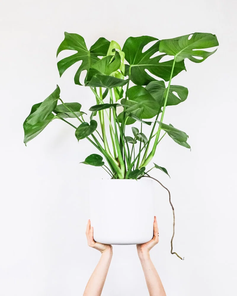 観葉植物】モスポールってどんな使い方をするの？初心者が知っておき