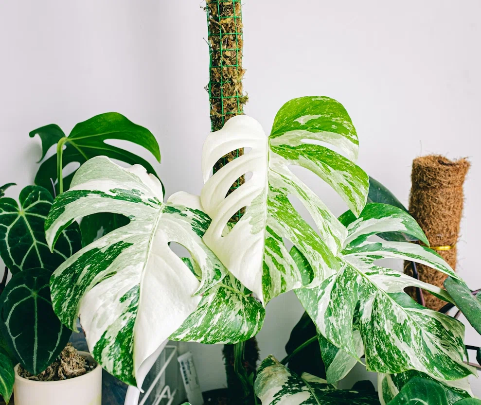 観葉植物】モスポールってどんな使い方をするの？初心者が知っておき