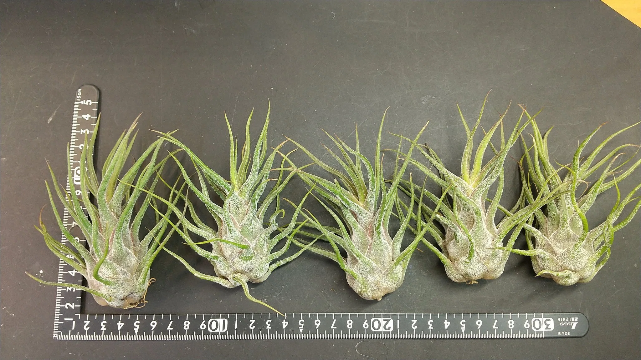 チランジア入荷リスト1/6｜NatureGarden🌿神田