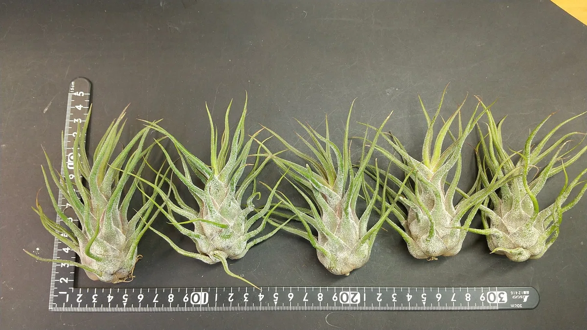 チランジア入荷リスト1/6｜NatureGarden?神田
