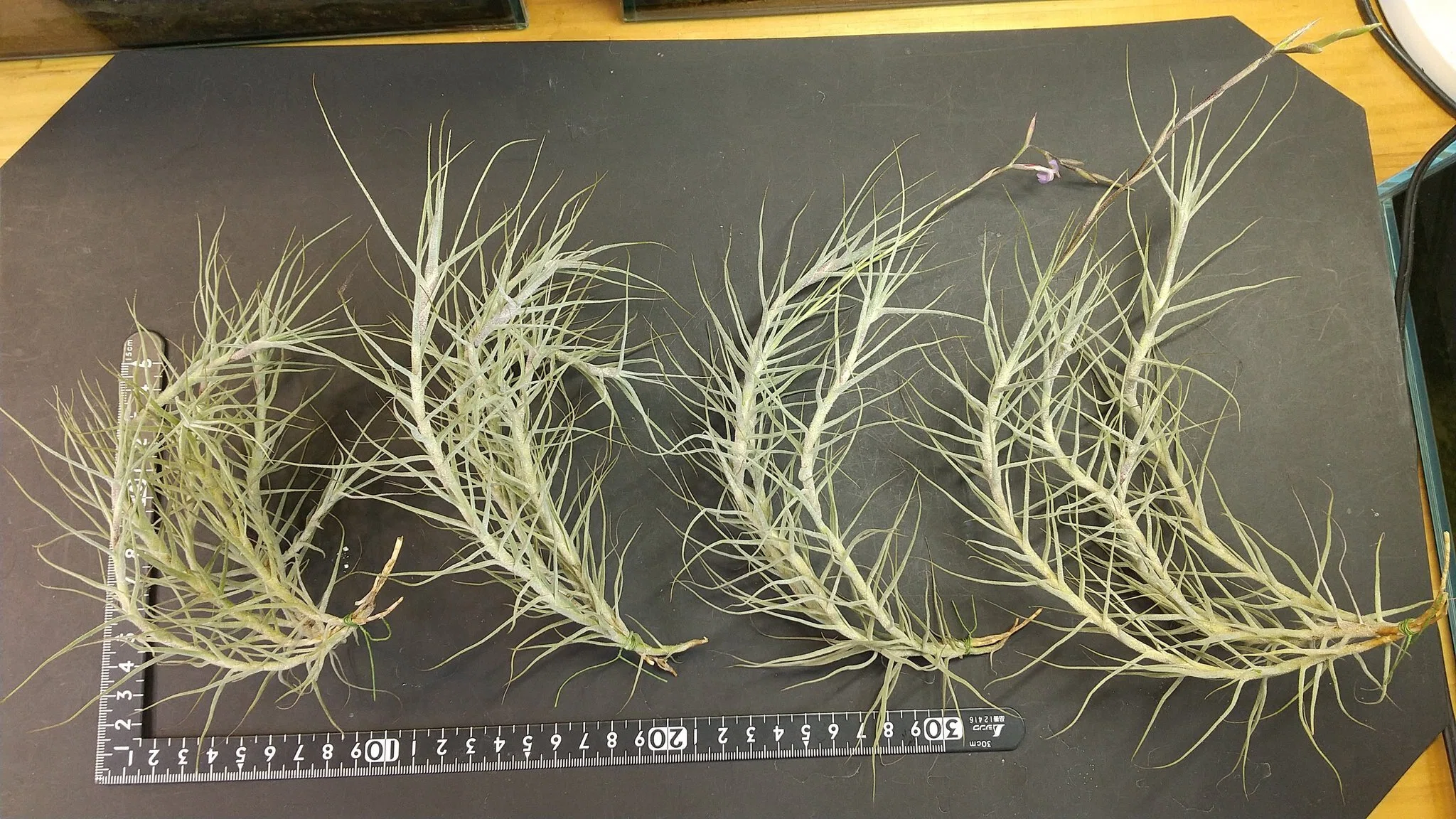 チランジア入荷リスト1/6｜NatureGarden🌿神田