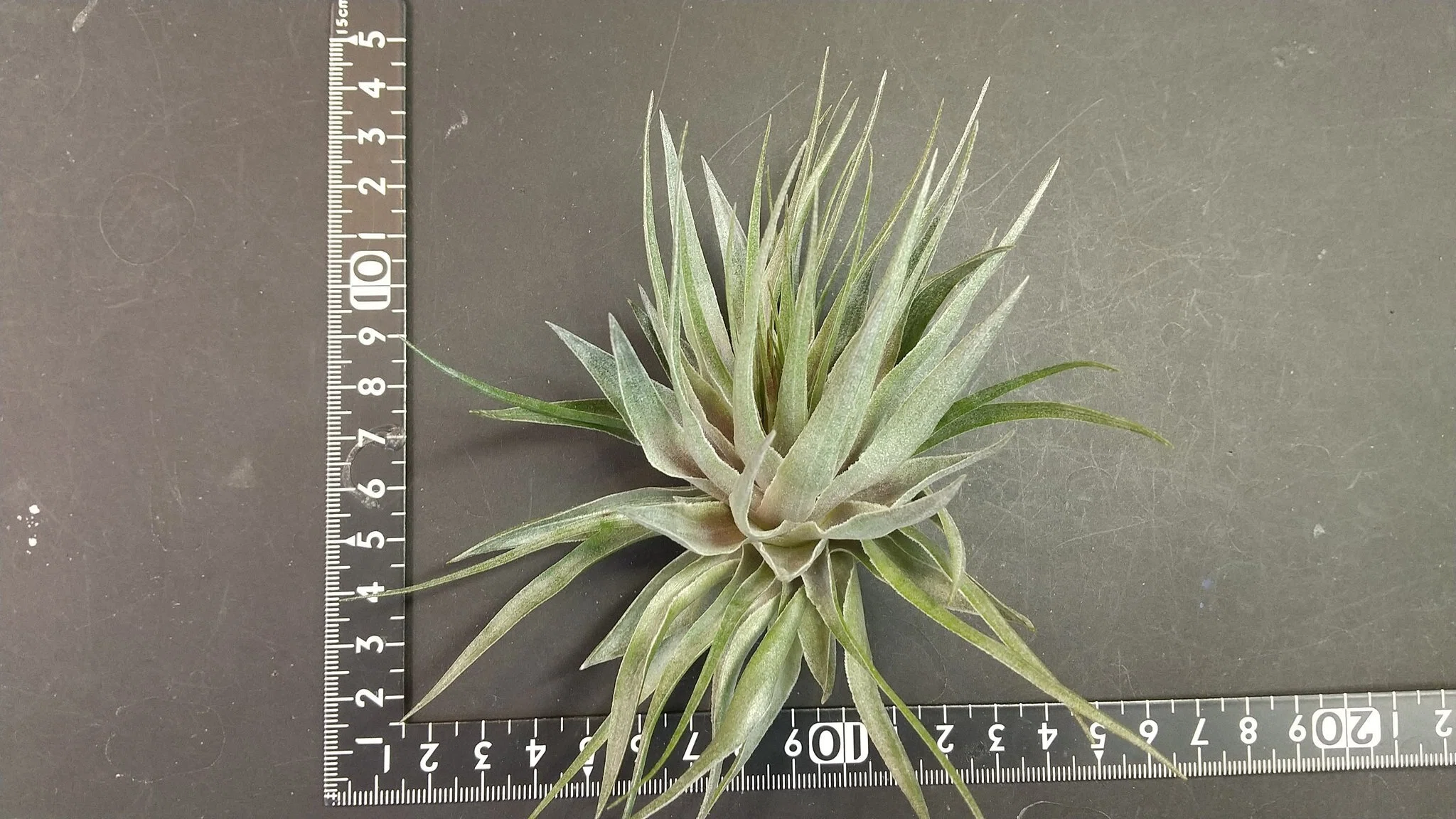 チランジア入荷リスト1/6｜NatureGarden🌿神田
