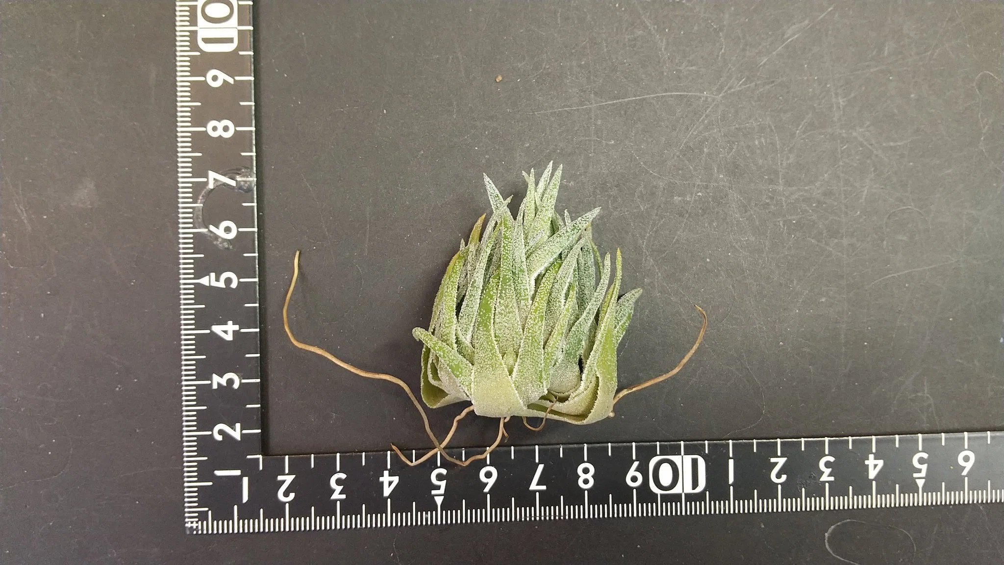 チランジア入荷リスト1/6｜NatureGarden🌿神田