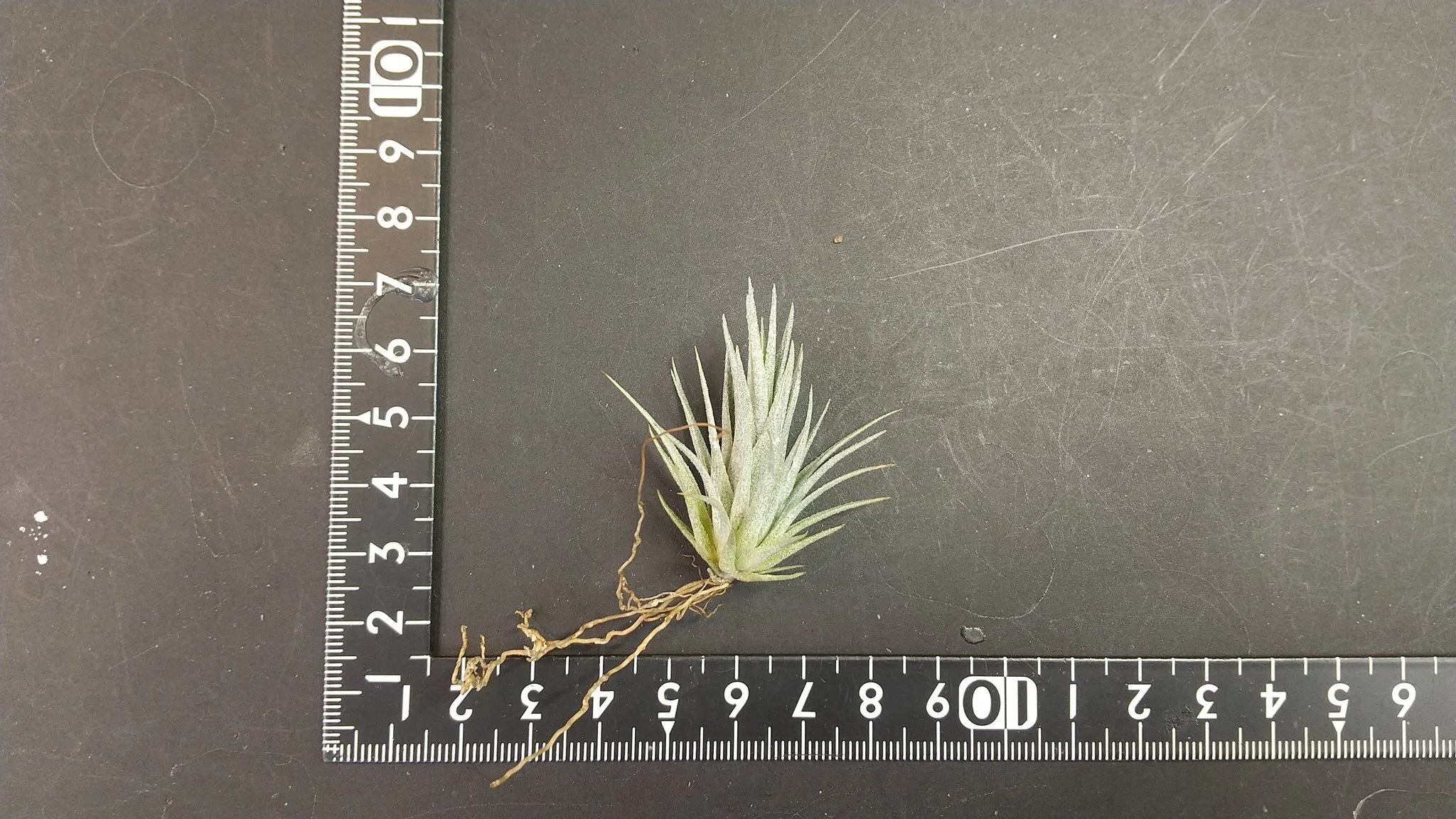 チランジア入荷リスト1/6｜NatureGarden🌿神田