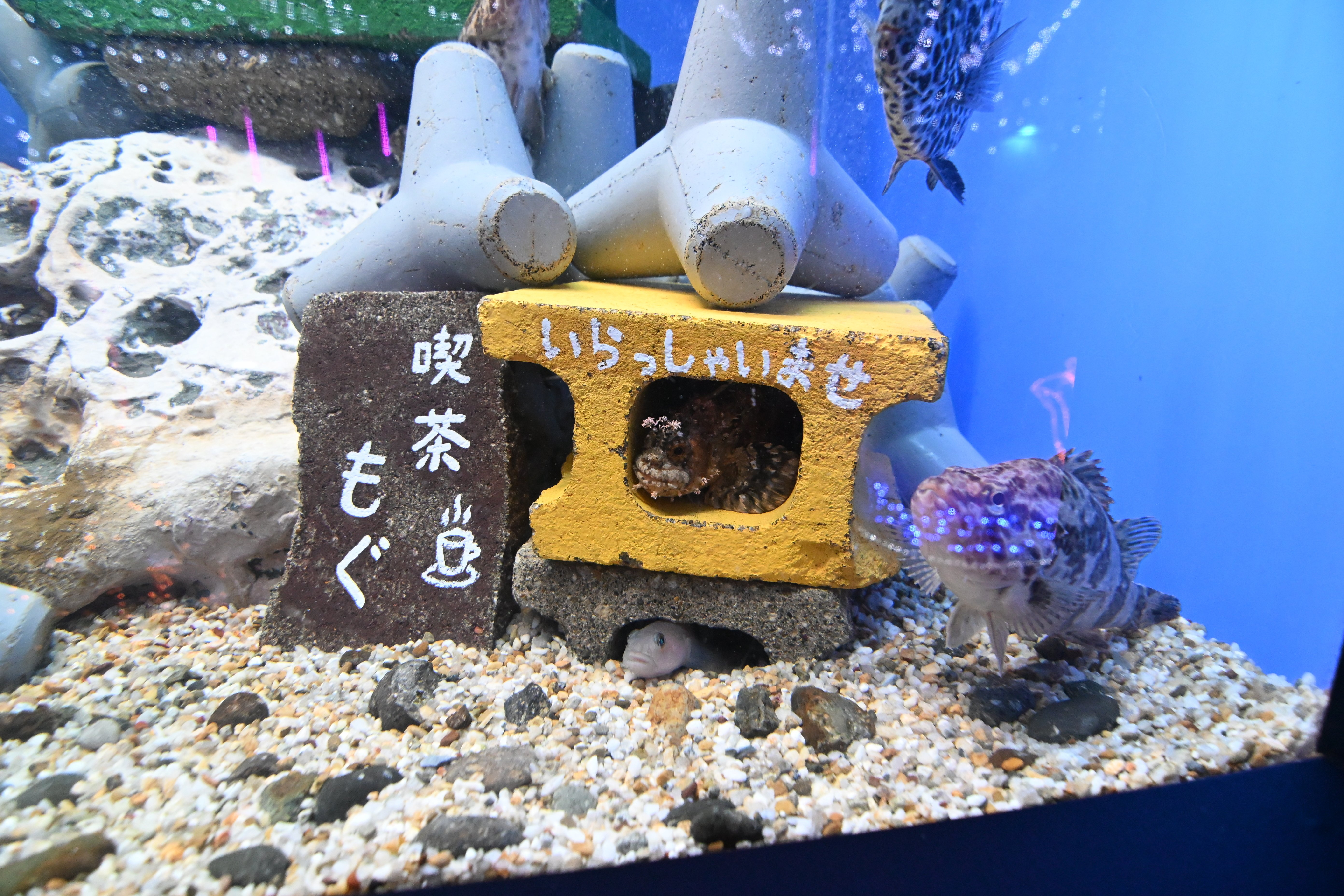 20260117_久慈地下水族科学館もぐらんぴあ【Nikon Z50IIと水族館】｜山