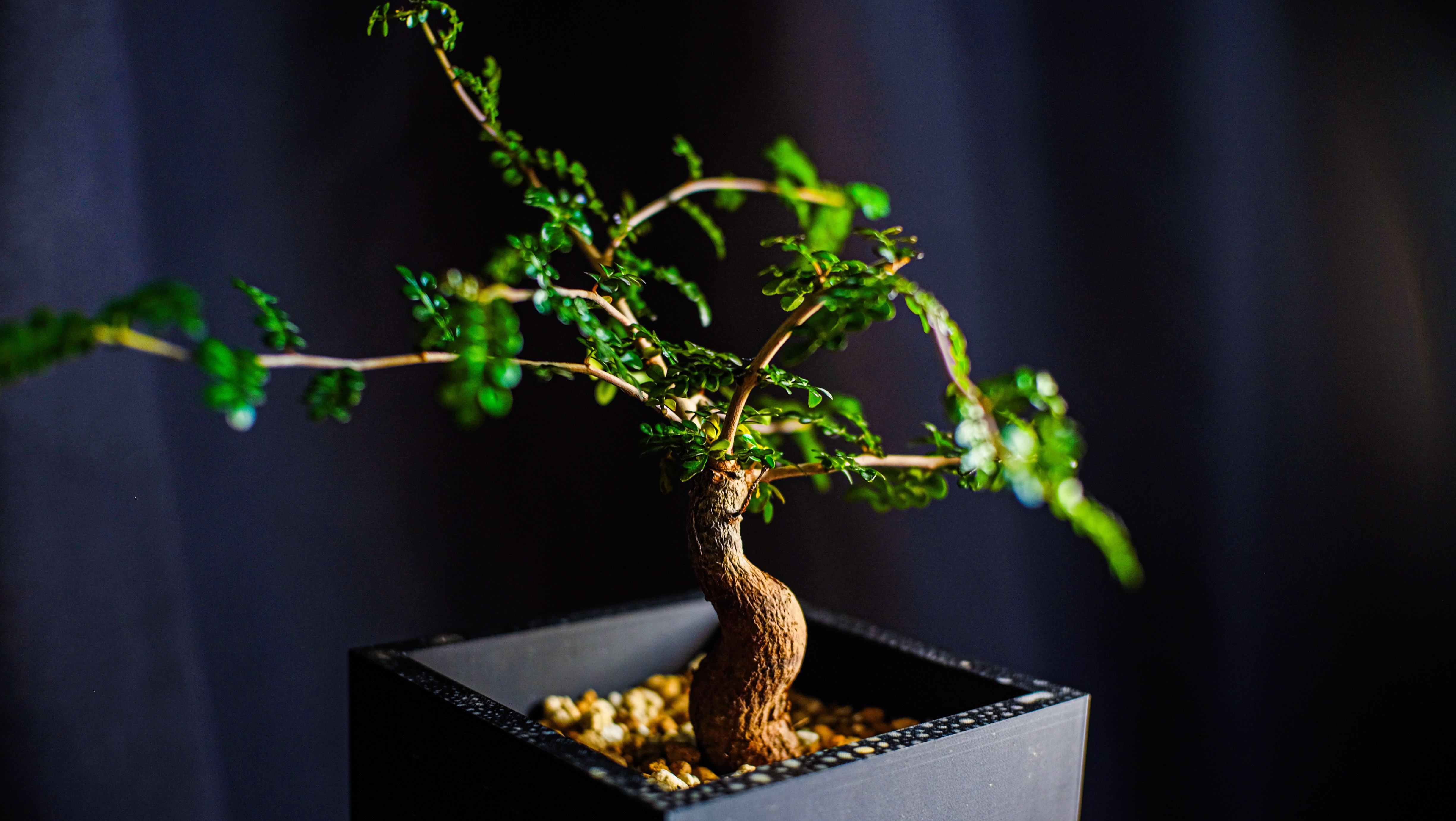 一日一鉢:オペルクリカリア・パキプス【2026年1月21日】｜コタロー