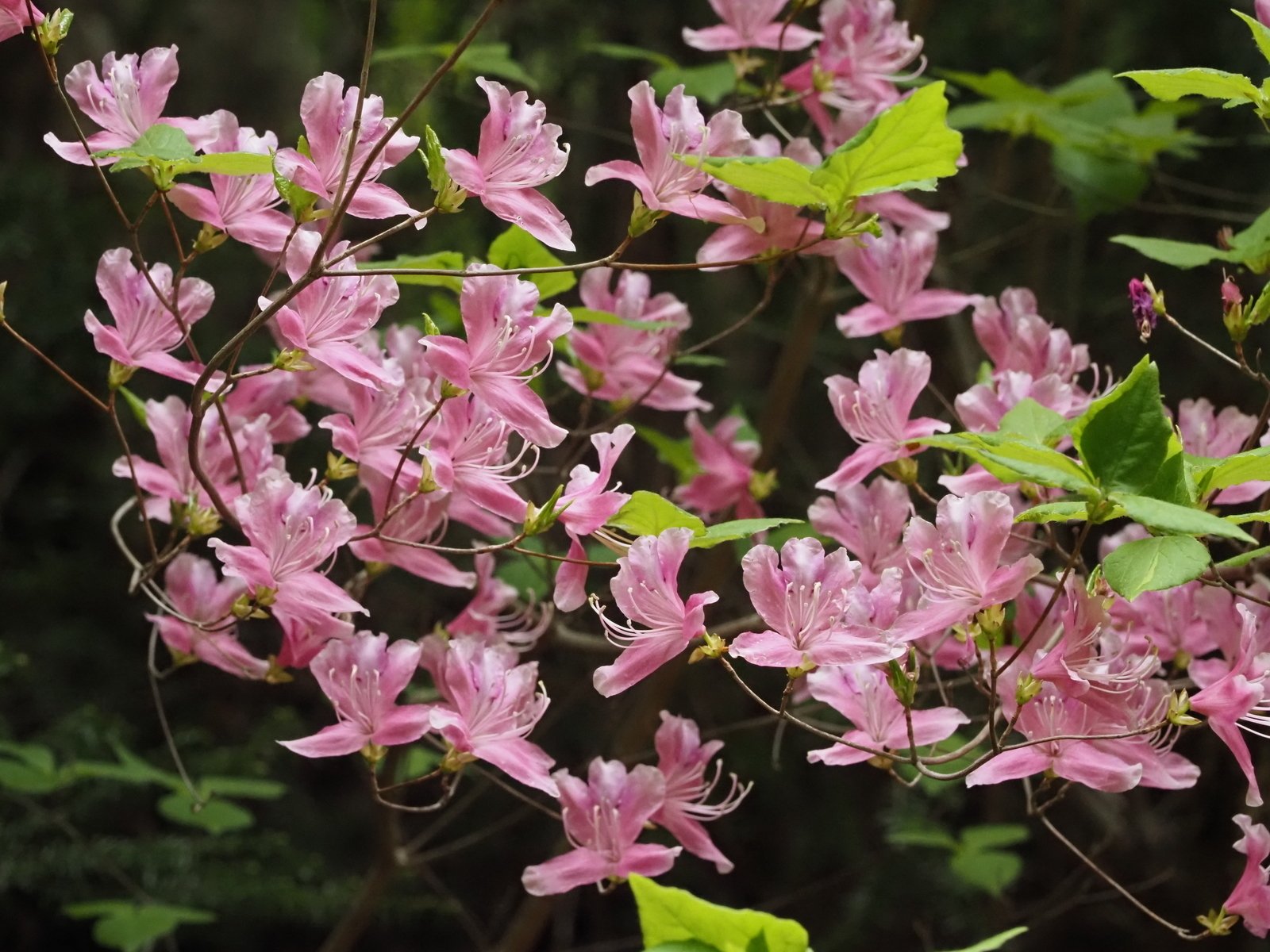 227．天空のミツバツツジの楽園 大崩山｜sasayan