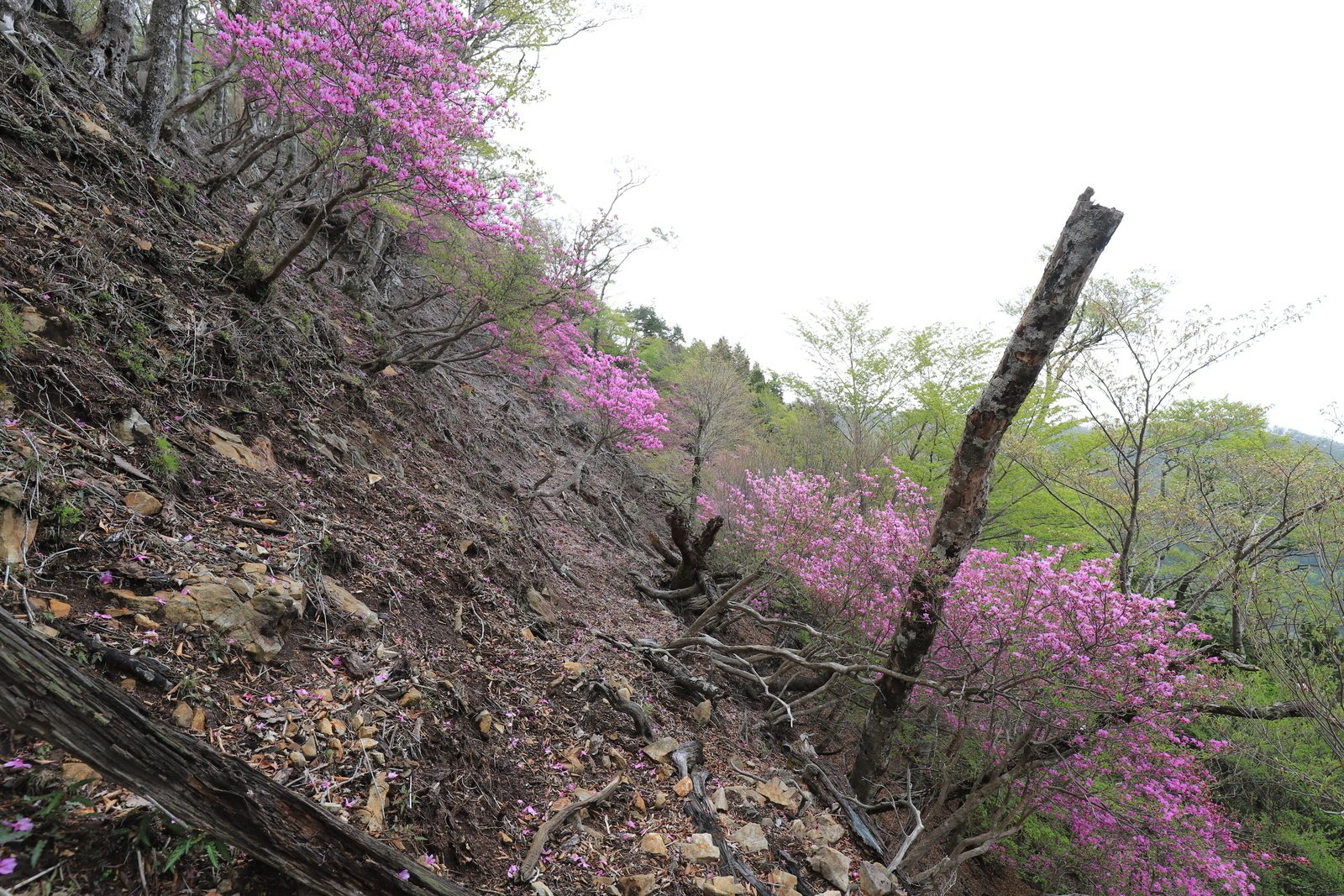 227．天空のミツバツツジの楽園 大崩山｜sasayan