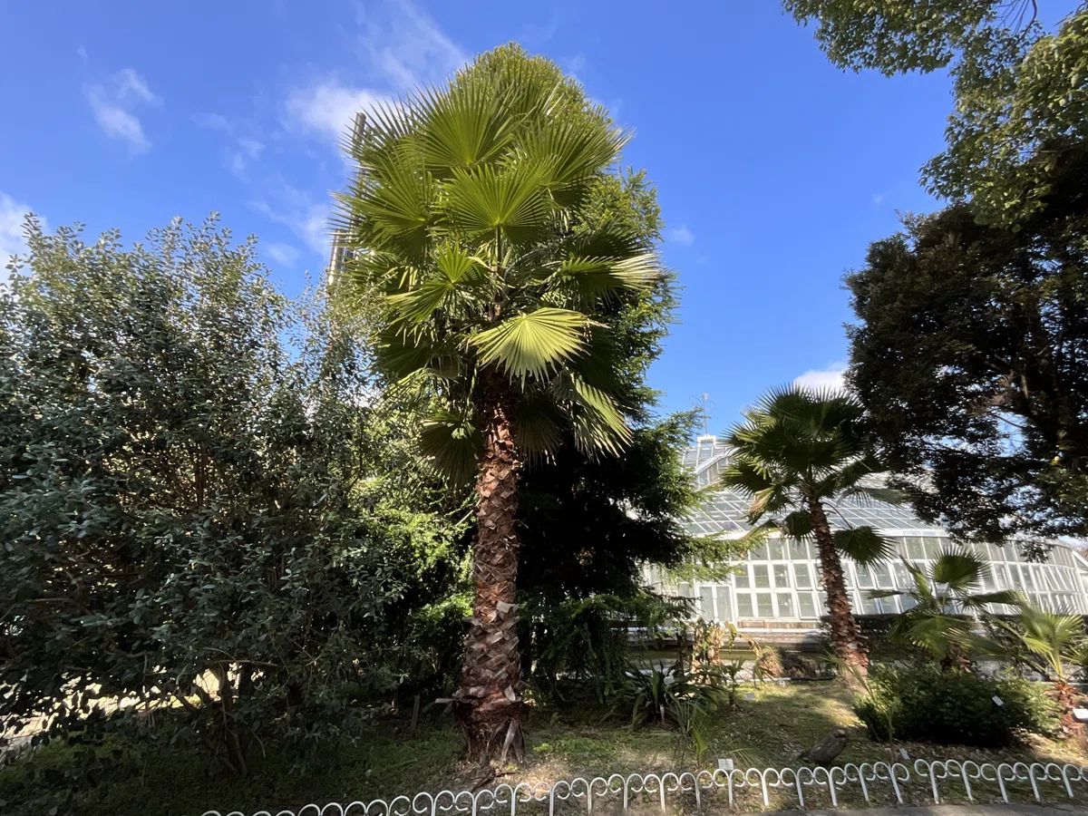 ヤシ科植物（京都府立植物園）：2026年2月12日（木）｜藤井秀昭（『京都居候叢書』著者）