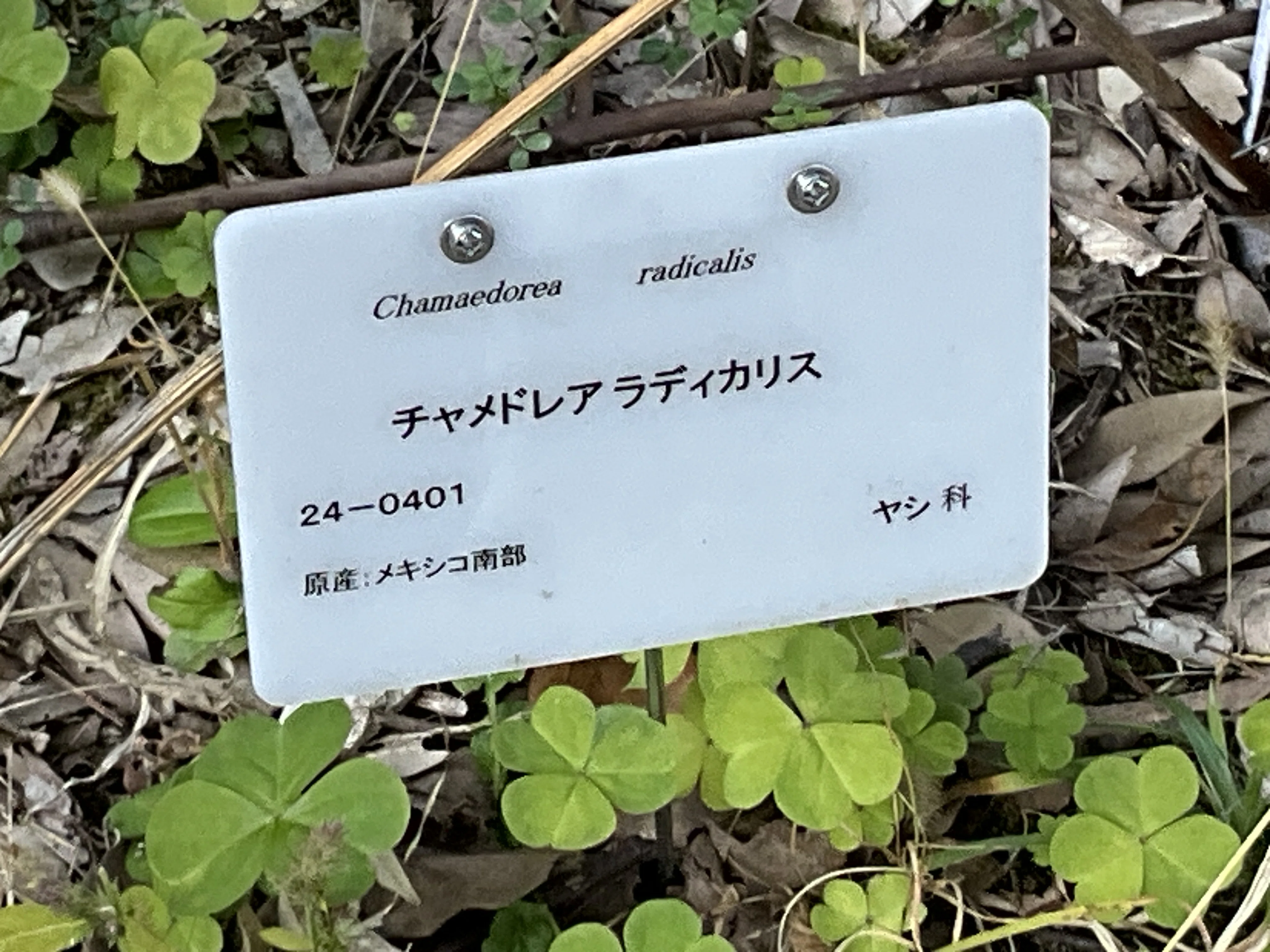 ヤシ科植物(京都府立植物園):2026年2月12日(木)|藤井秀昭 ヤシ科植物(京都府立植物園):2026年2月12日(木)|藤井秀昭