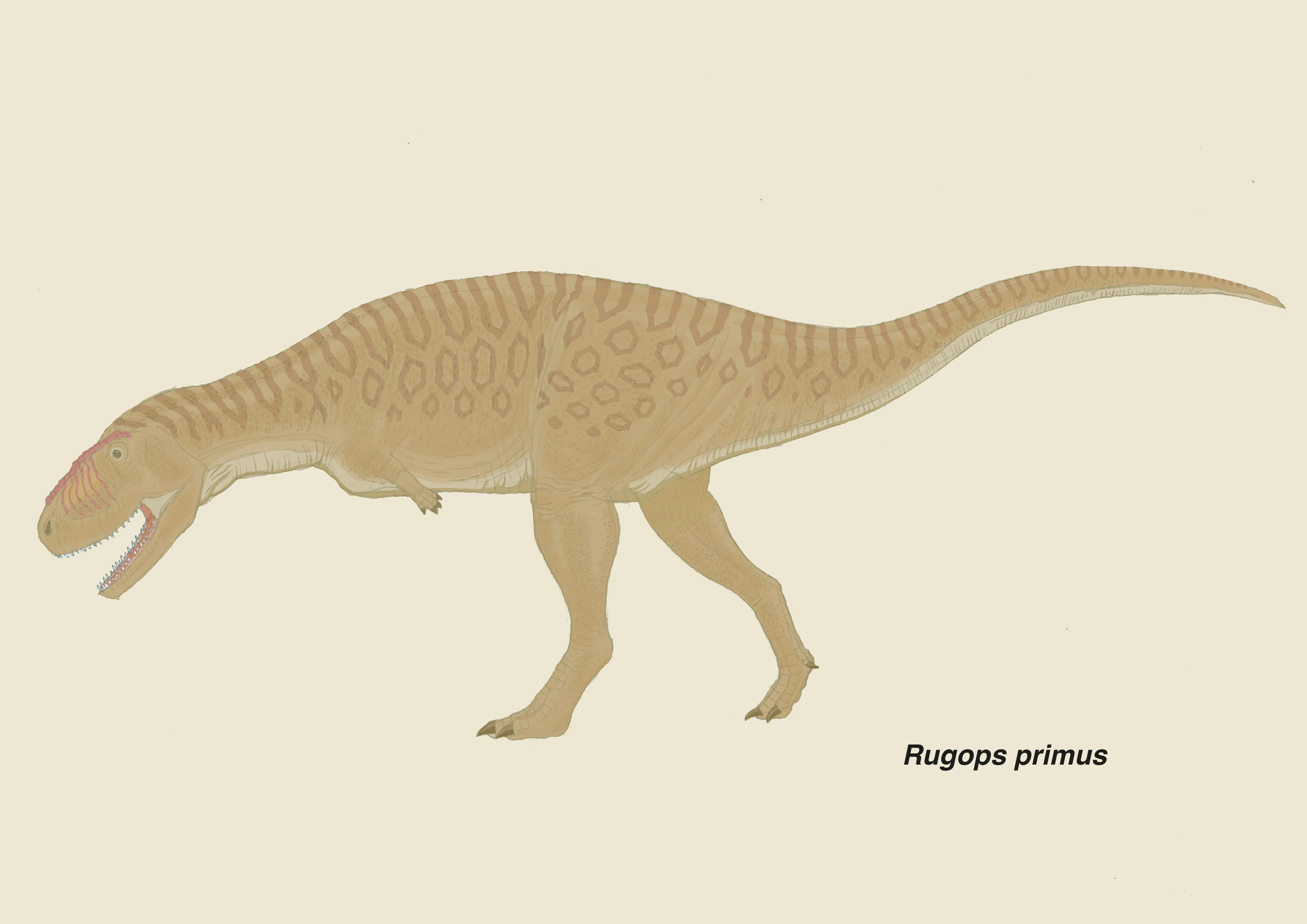 ルゴプス：原始的なアベリサウルス類の頭骨｜theropodさん