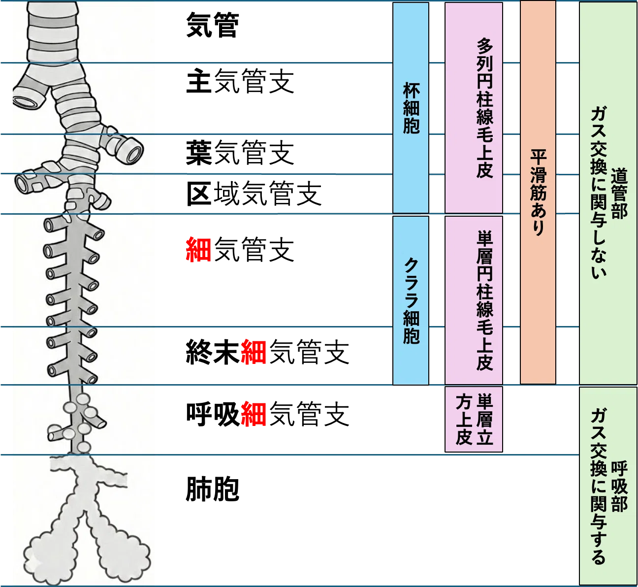 Mnemonic] Bronchial Branching｜つかれのーと