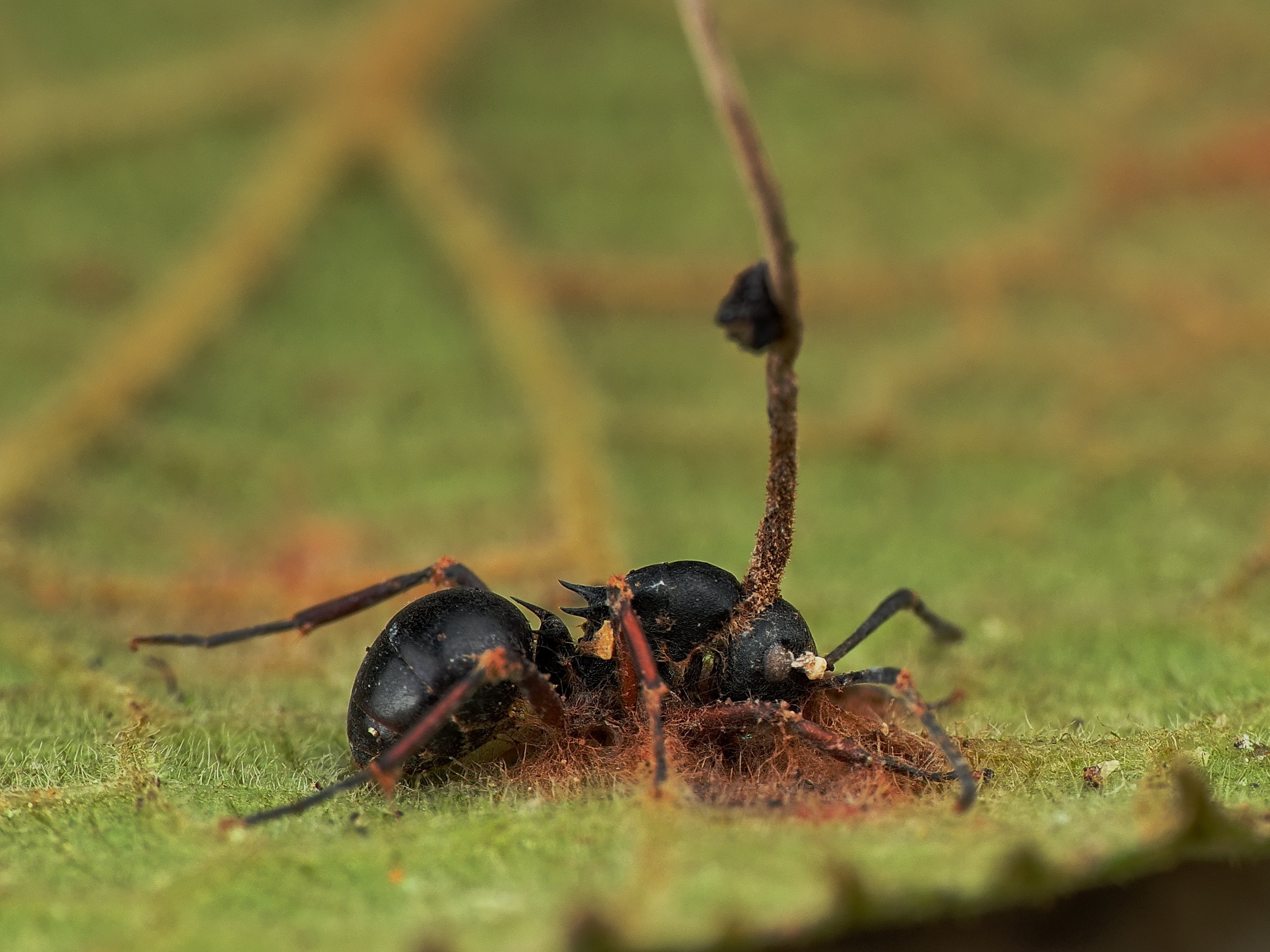 年明け早々冬虫夏草｜Hirokazu Nakao