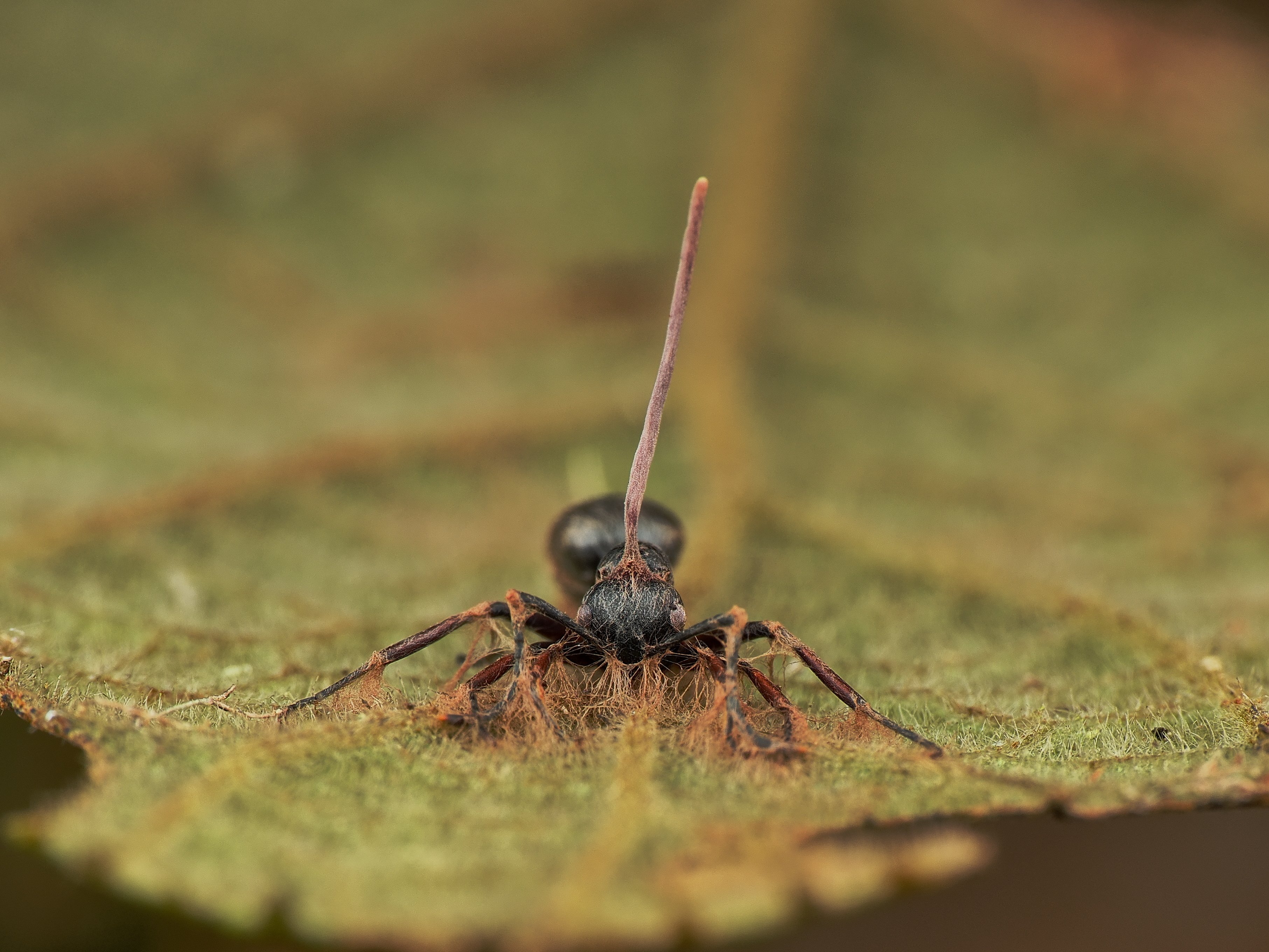 年明け早々冬虫夏草｜Hirokazu Nakao