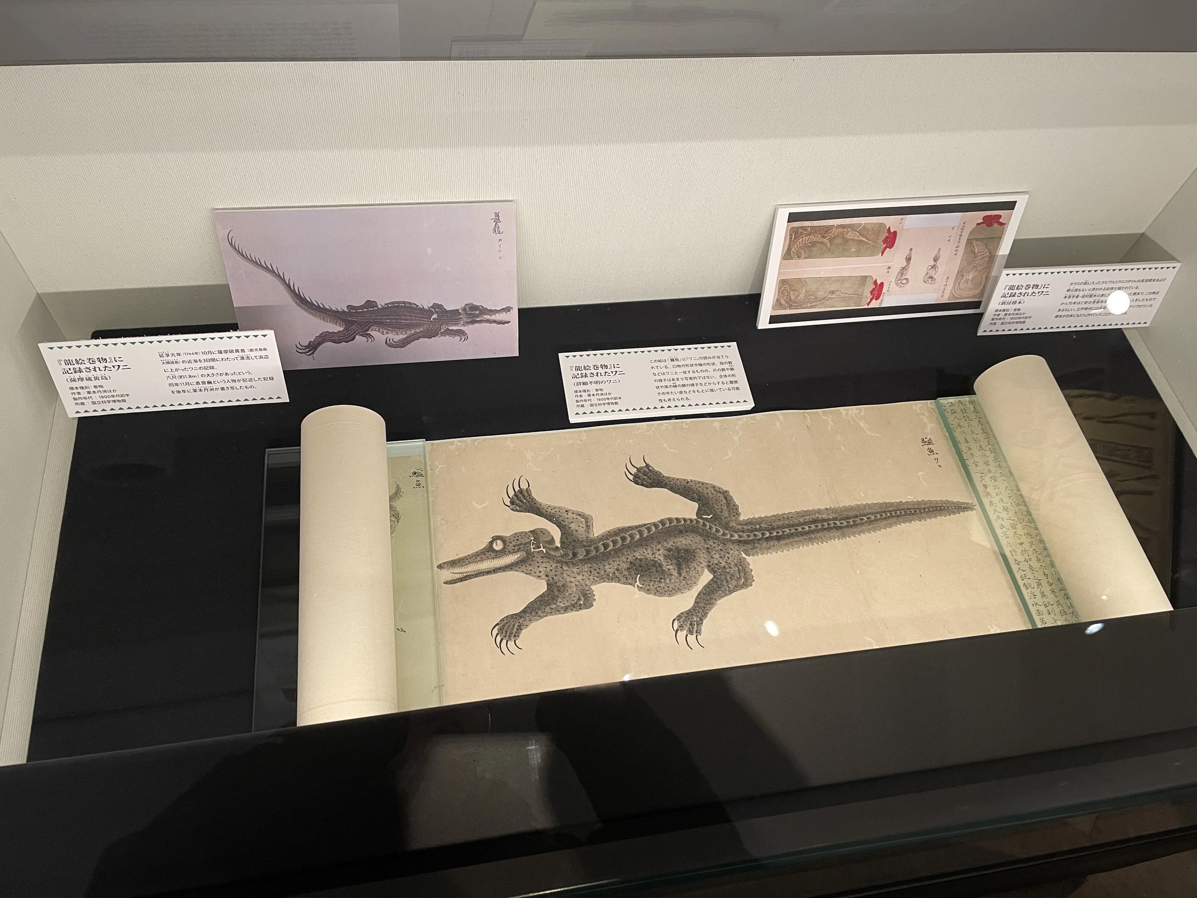 ワニ」という企画展｜メチル化ヘルメット