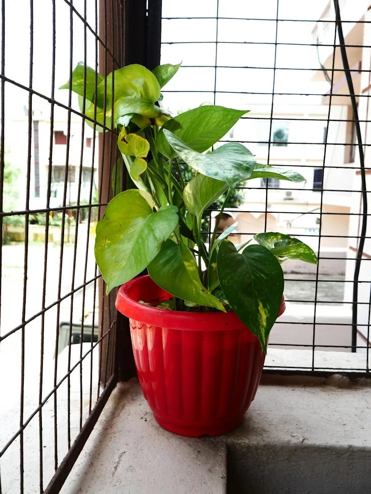 観葉植物】斑(ふ)入りはなぜできるの？初心者でもわかる3つの理由と