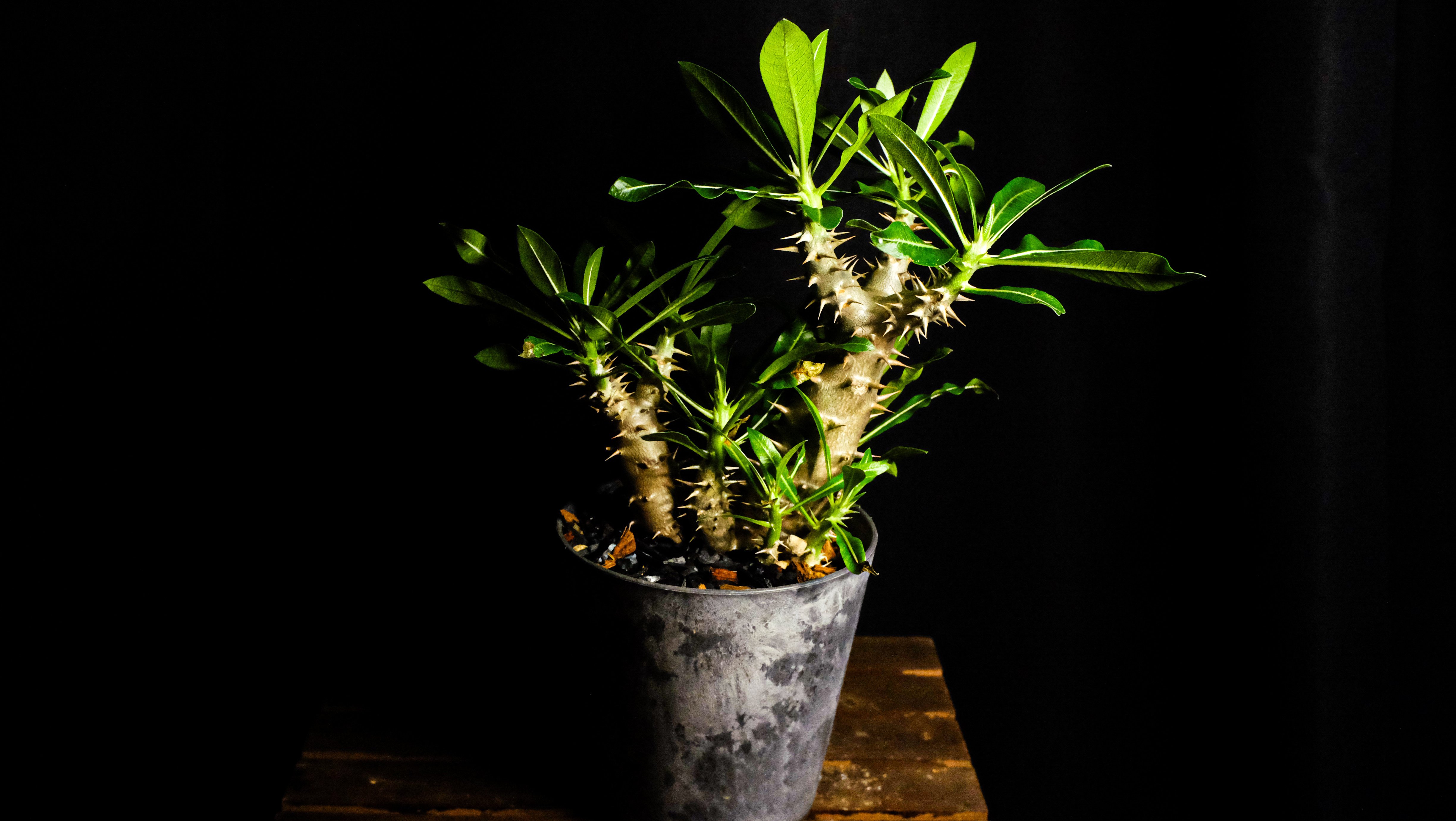 一日一鉢:パキポディウム・ホロンベンセ【2026年1月22日】｜コタロー