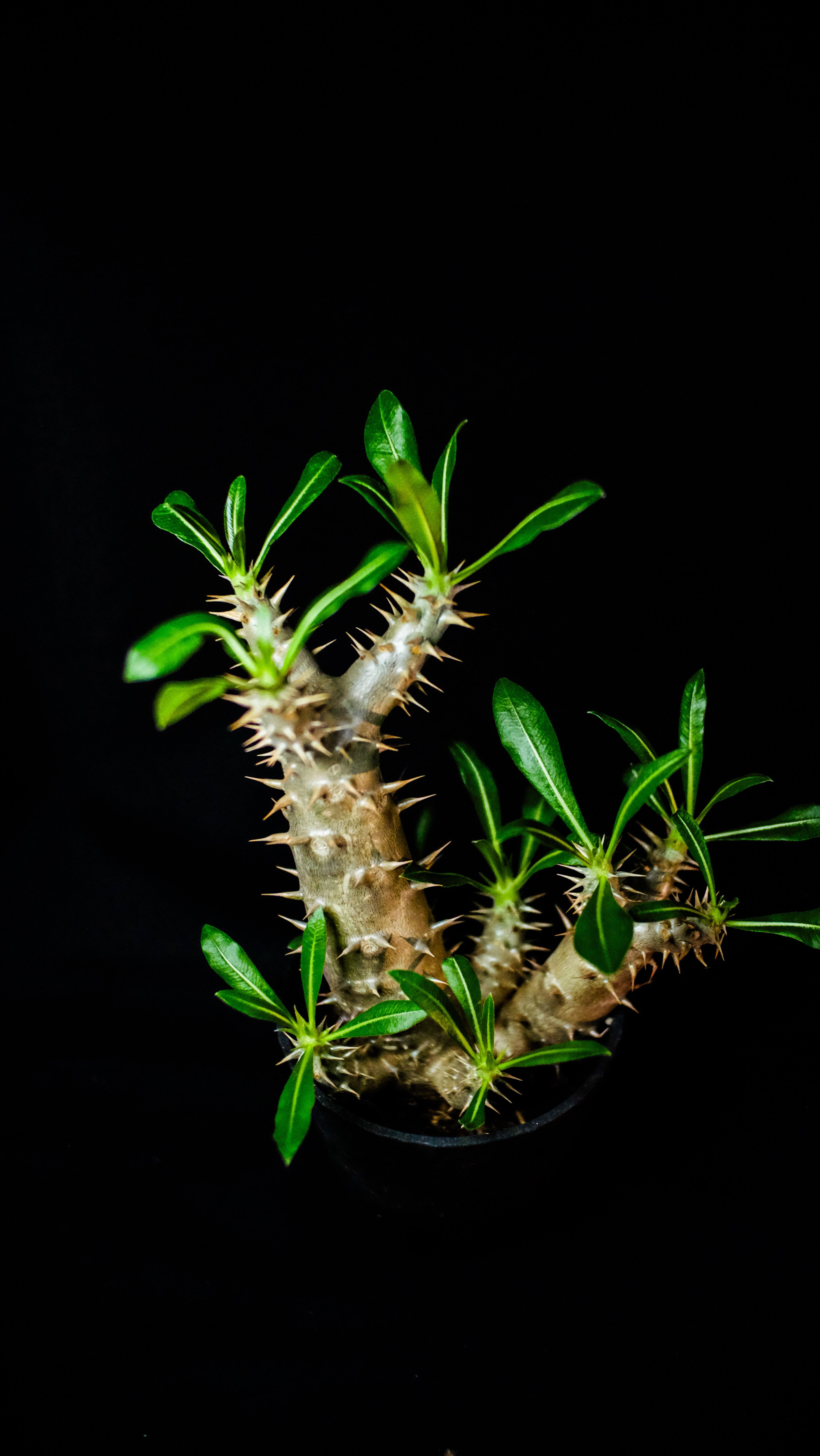 一日一鉢:パキポディウム・ホロンベンセ【2026年1月22日】｜コタロー