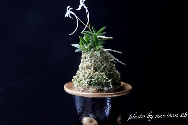 富貴蘭「金孔雀」の花（過去の画像倉庫から）｜KJ Morison