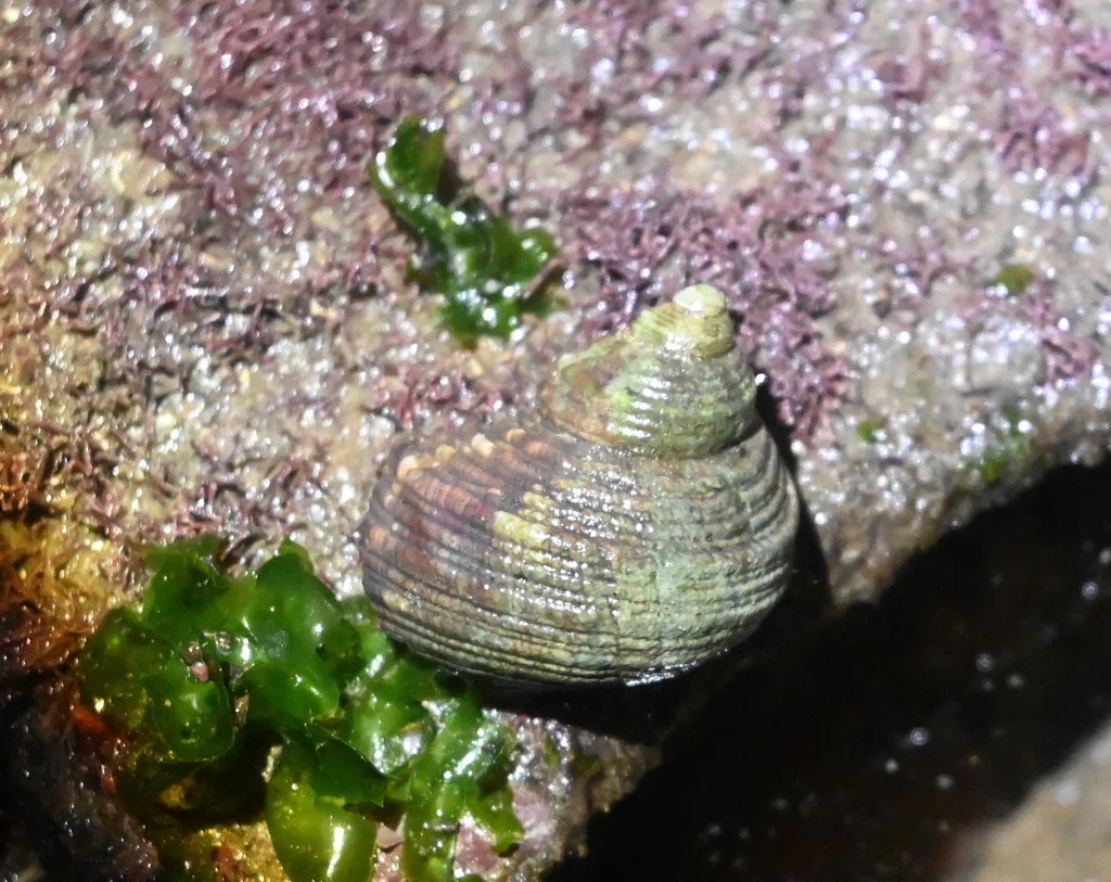 コシダカサザエ・オオコシダカサザエ・サメフタサザエの見分け方がわかない。|Cowry639