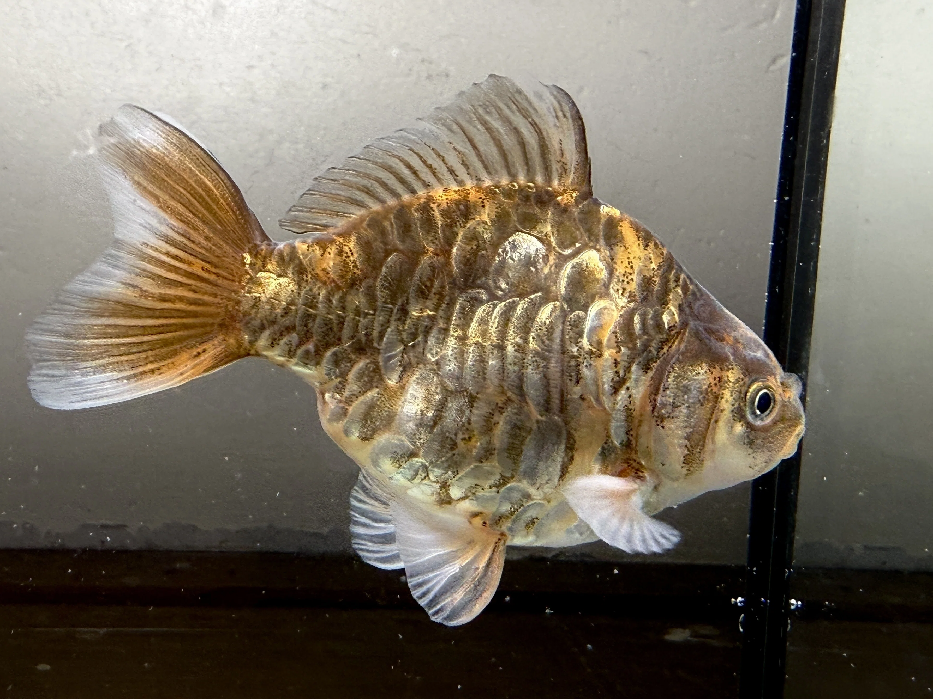 特大　木魚　金龍　在名有り 超特級大鱗虎龍ST｜SAMURAI FARM