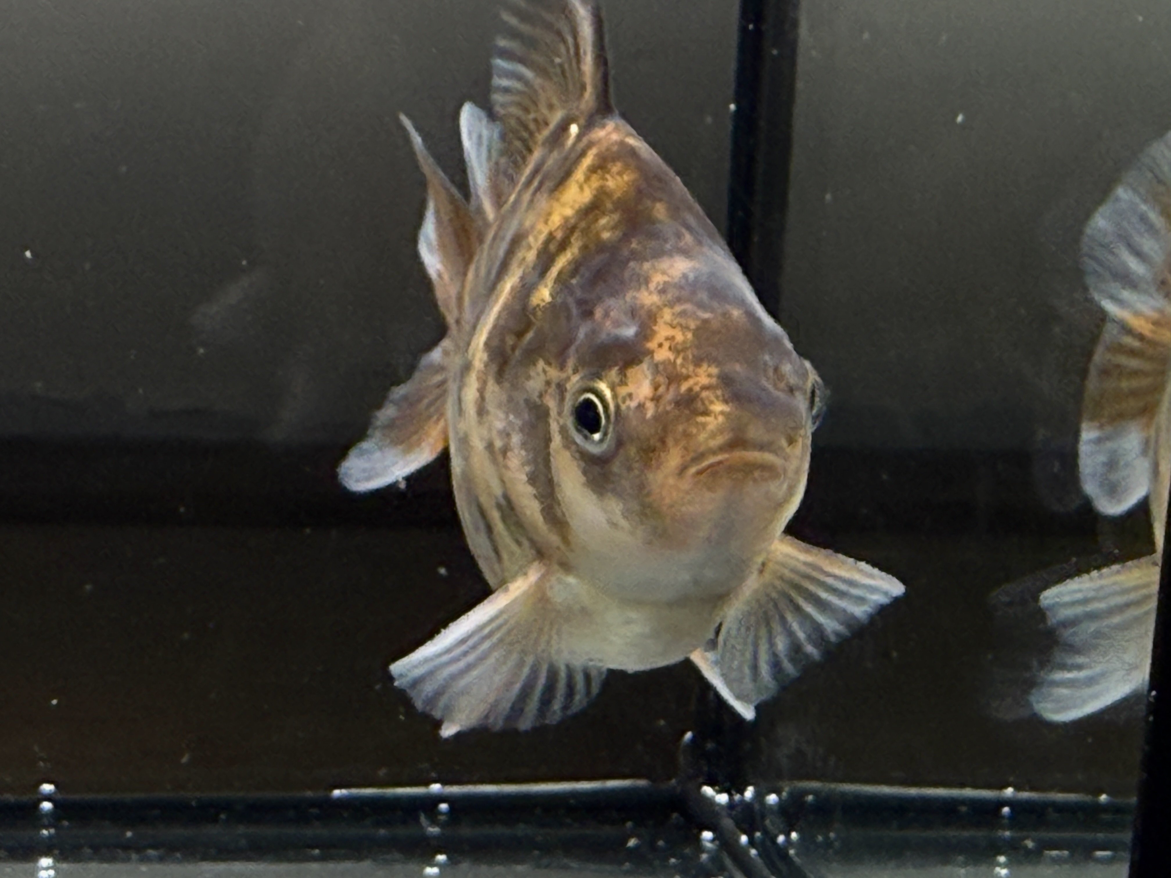 超特級大鱗虎龍ST｜SAMURAI FARM