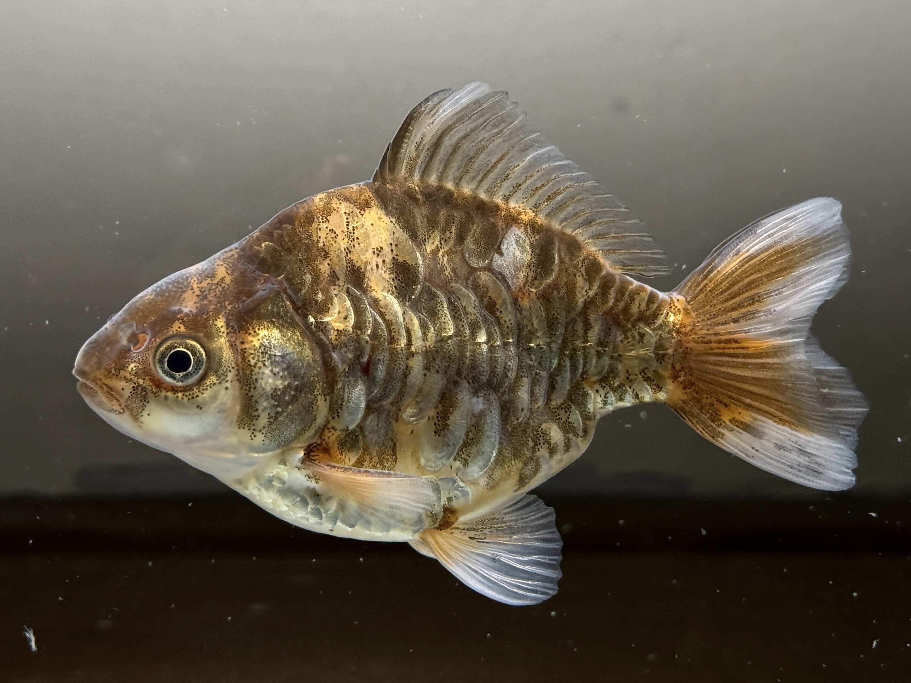 超特級大鱗虎龍ST｜SAMURAI FARM